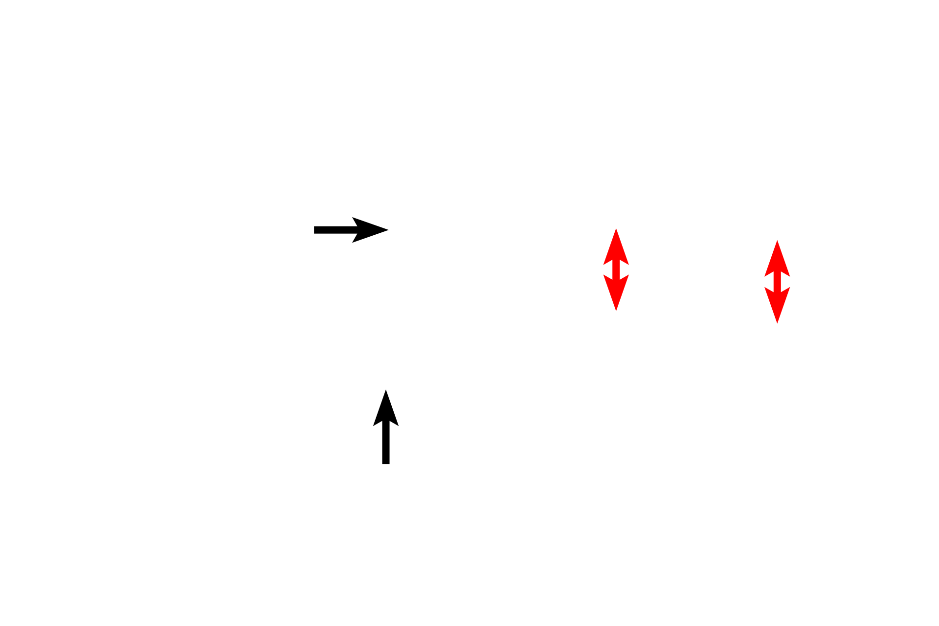 Elastic cartilage > <p>The framework for the auricle consists of a single, irregularly shaped, elastic cartilage. The trichrome stain used on this section highlights the elastic fibers in the cartilage. A prominent perichondrium surrounds the cartilage.</p>
