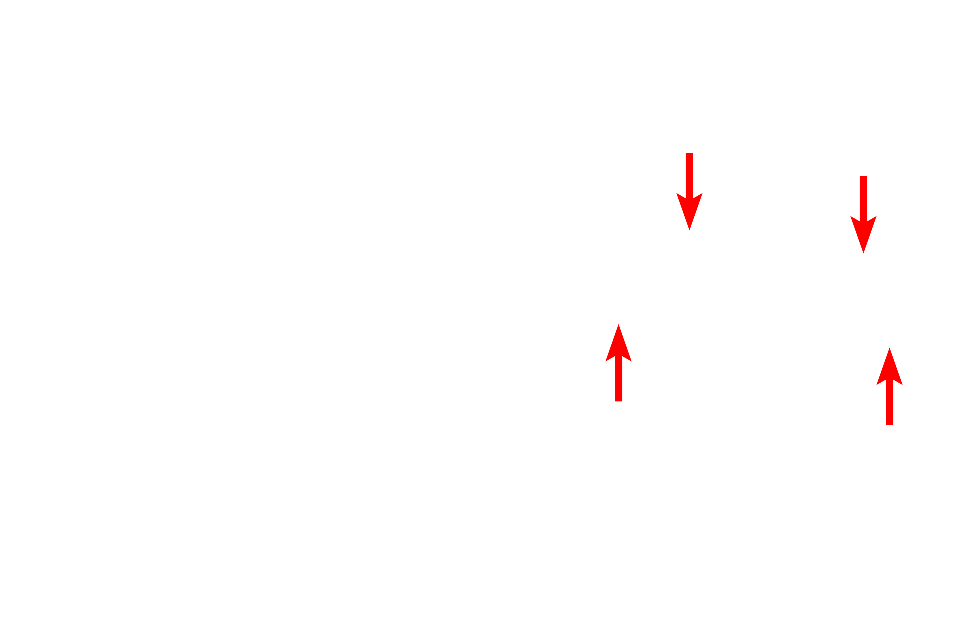  - Perichondrium <p>The framework for the auricle consists of a single, irregularly shaped, elastic cartilage. The trichrome stain used on this section highlights the elastic fibers in the cartilage. A prominent perichondrium surrounds the cartilage.</p>
