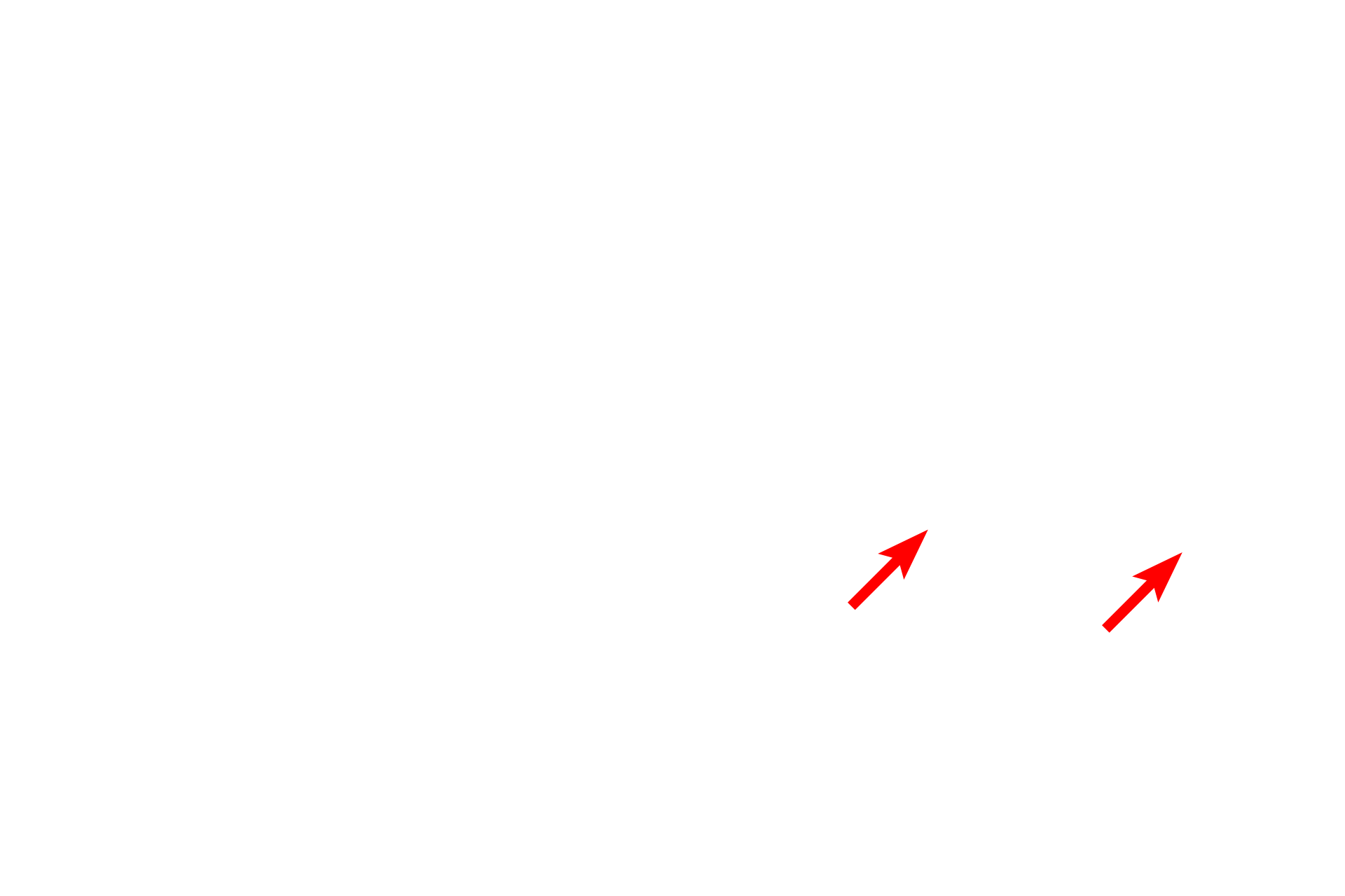 Skeletal muscle > <p>Several small auricular muscles are present. The ability to move the auricle of the external ear by contraction of auricular muscles is critical to the survival of many animal species. Little such function is present in the human although the shape of the human auricle does aid sound localization in the vertical plane (above and below).</p>
