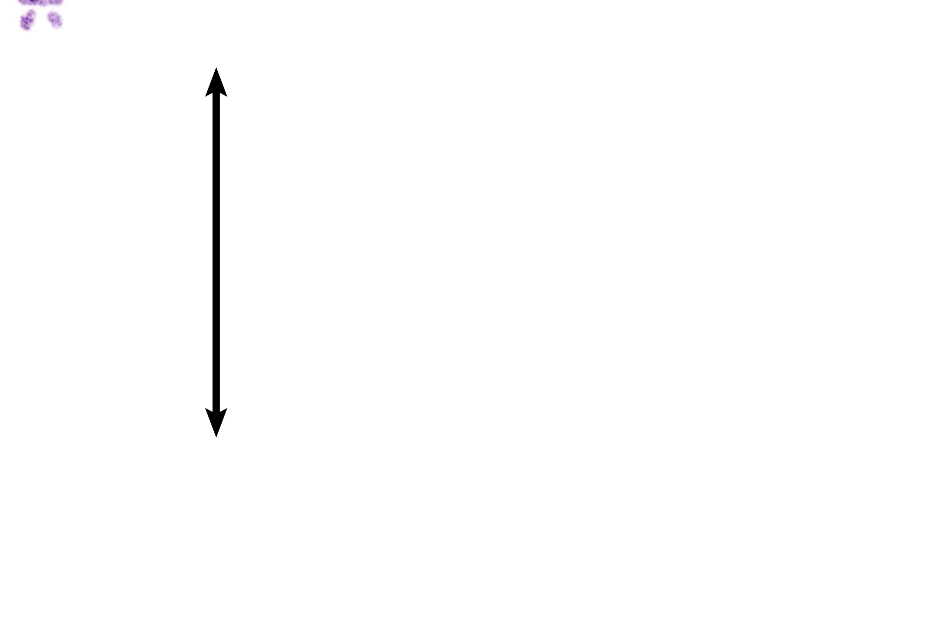 Functional zone >  <p>The functional zone is in the process of being sloughed in the left image.  Note glands located at the luminal surface. The functional zone has been completely sloughed in the right-hand image, leaving only the basal zone behind. </p>
