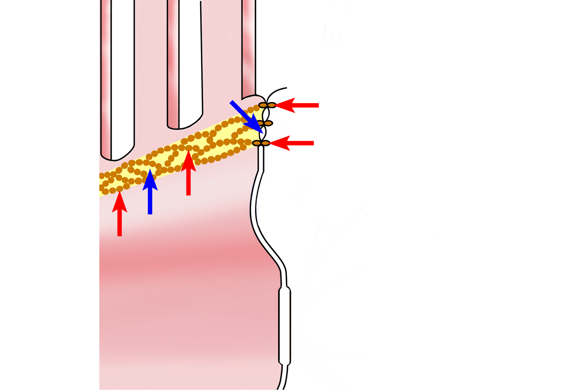  - Zonula occludens > <p>The zonula occludens, or tight junction, forms a band encircling the apical portion of the cell. Transmembrane proteins in the cell membranes of adjacent cells contact each other in the intercellular space (red arrows).  These proteins are distributed in the membrane as an interlacing meshwork around the perimeter of the cells (blue arrows) that effectively seal the membranes, prohibiting passage of material from the lumen to the intercellular space.  These contacts do not provide cell adhesion.</p>

