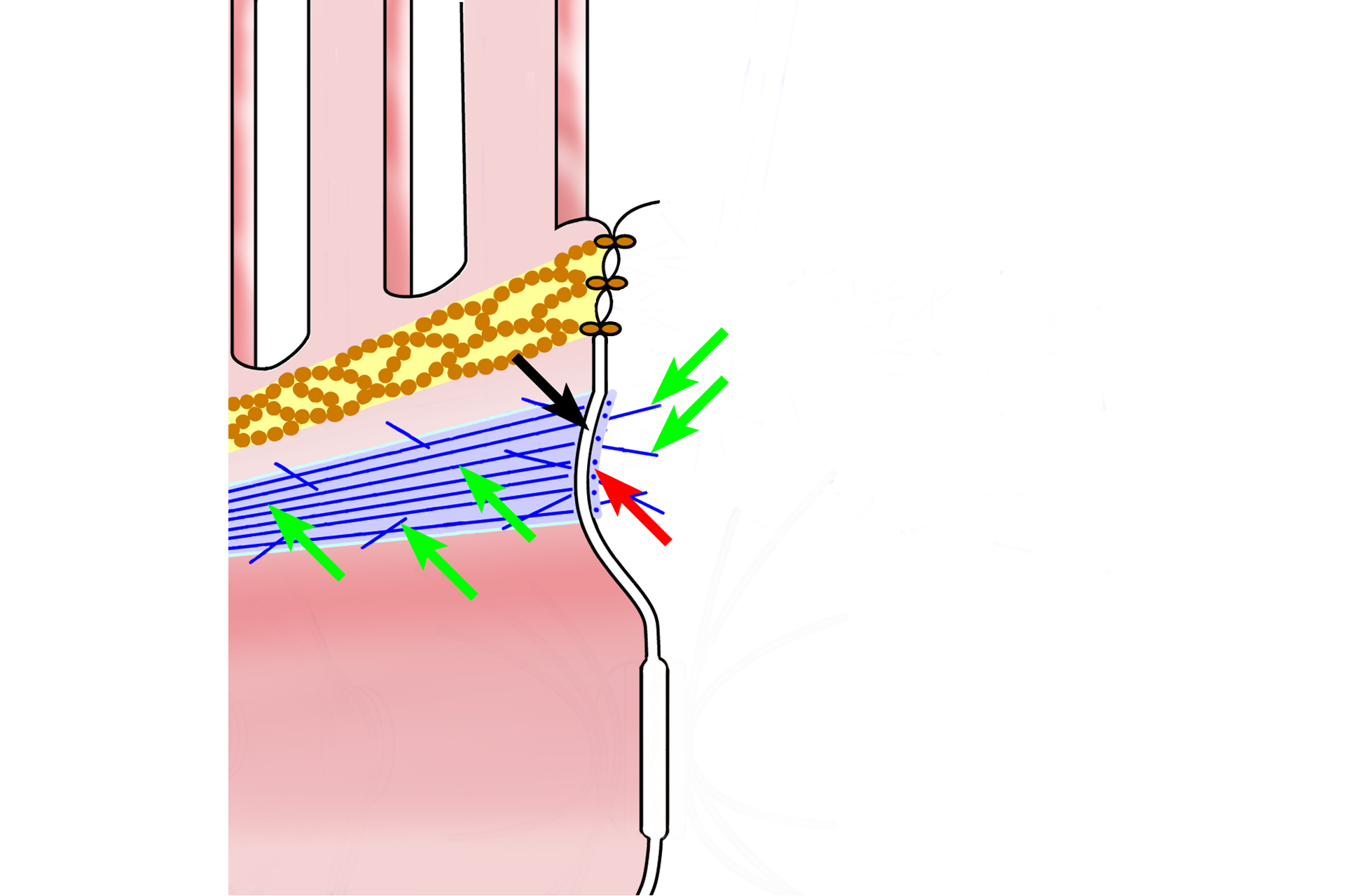  - Zonula adherens > <p>The zonula adherens is a belt-like structure that provides adhesion for adjacent cells and integrity of the epithelium. The zonula adherens consists of protein complexes (red arrow) on the cytoplasmic side of adjacent plasma membranes. Transmembrane proteins in the complexes extend into the intercellular space (black arrow) to provide adhesion. Microfilaments (green arrows) extend from the plaque into the cytoplasm to provide stability.</p>
