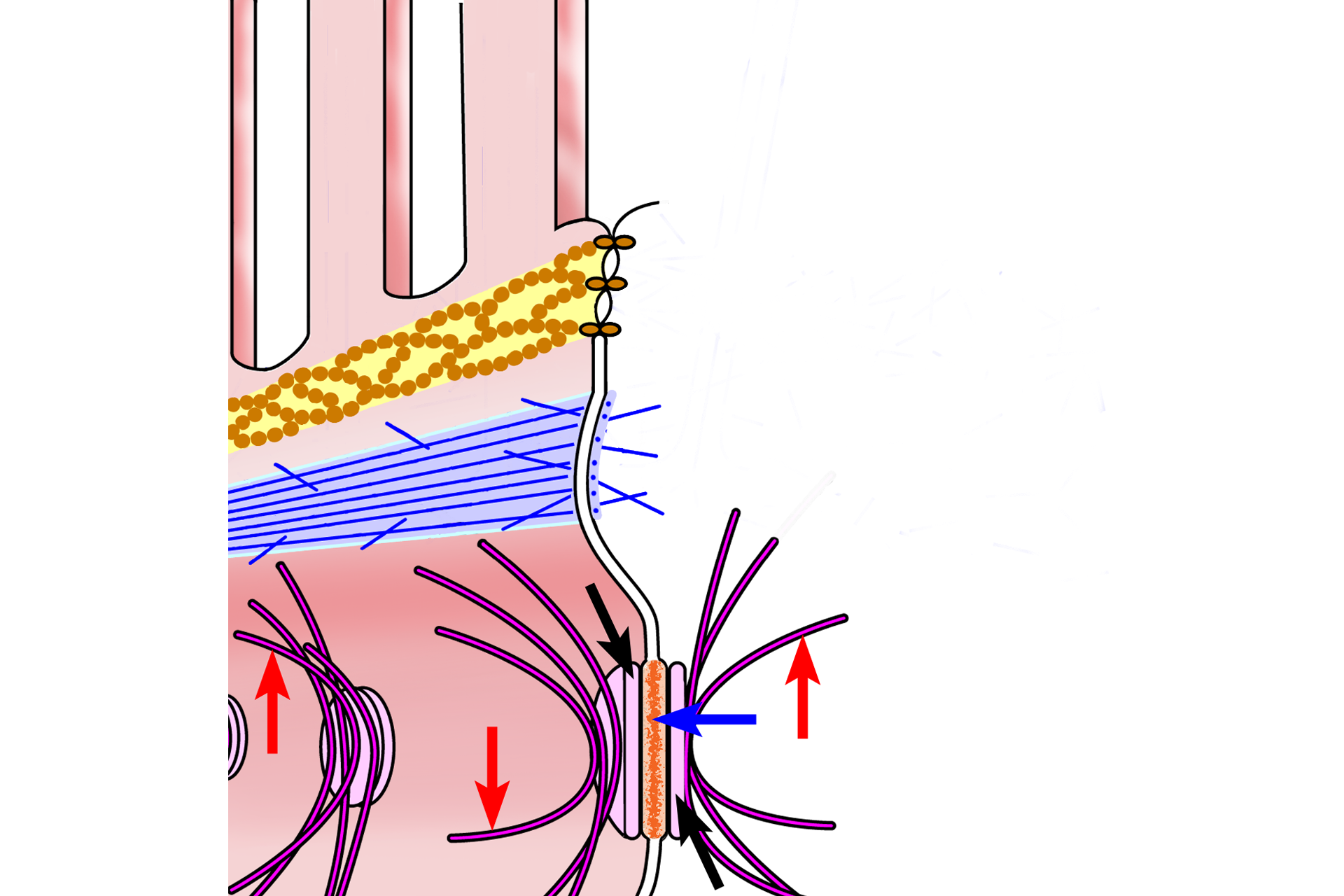  - Desmosome > <p>The desmosome, or macula adherens, is a spot-like weld between cells that occurs in junctional complexes and throughout the cell. Desmosomes provide adhesion and consist of attachment plaques (black arrows) with membrane proteins (blue arrow) extending into the intercellular space.  Intracellularly, these plaques also serve as attachment sites for intermediate filaments (red arrows) that extend into the cytoplasm for stability.</p>

