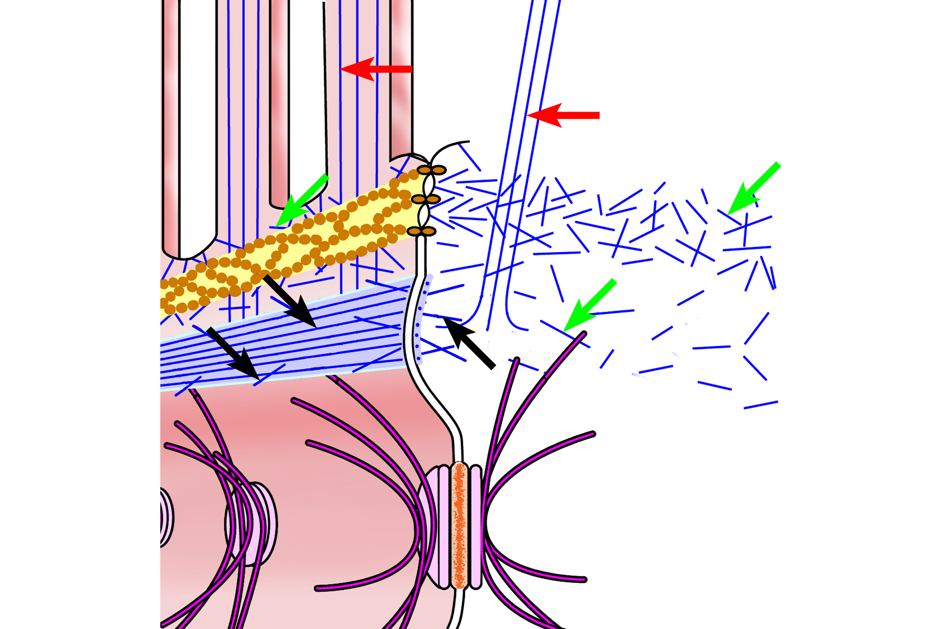 Microfilaments > <p>Microfilaments are important components of the cell apex. They form an integral part of the zonula adherens (black arrows) and extend from this band into the cell cytoplasm. Microfilaments form the structural support for microvilli (red arrows) and are anchored in the terminal web (green arrows), a meshwork of microfilaments just beneath the apical plasma membrane.</p>
