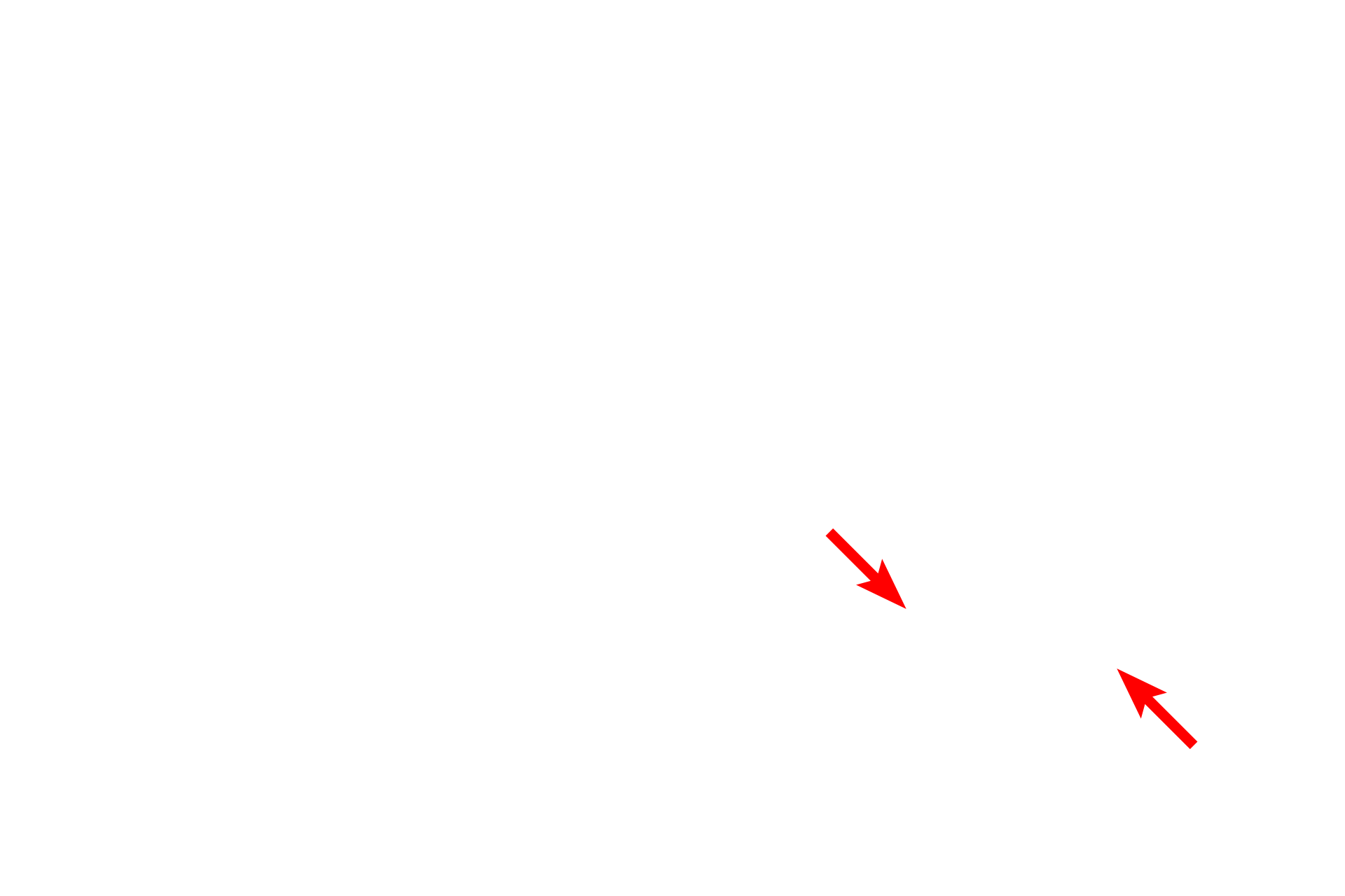 Nuclear envelopes <p>During late telophase, the chromosomes decondense and the nuclear envelope reforms.  At this stage, cytokinesis is nearly complete.</p>
