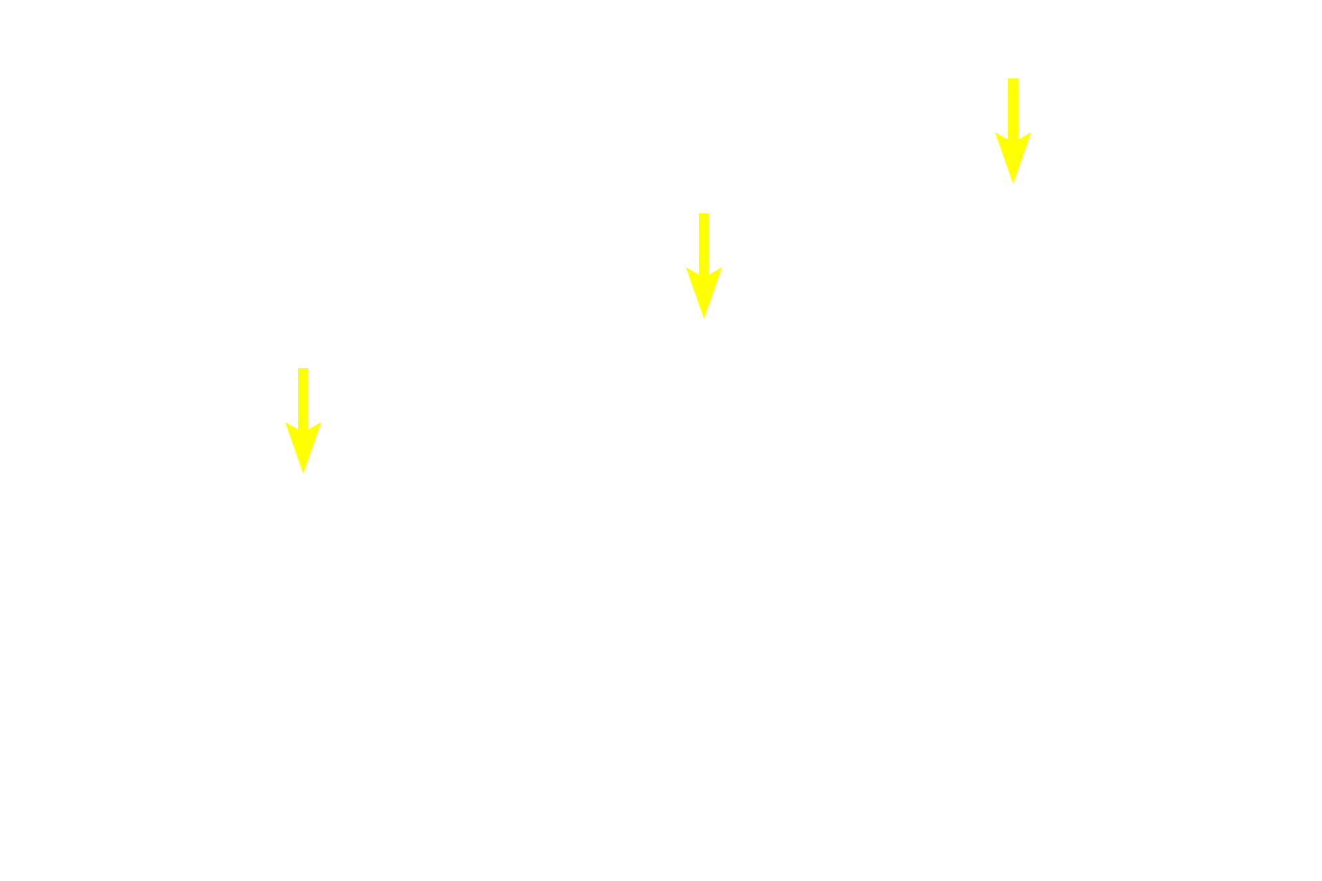  - Bipolar cells > <p>Bipolar cells synapse with rods and cones as well as ganglion cells.</p>
