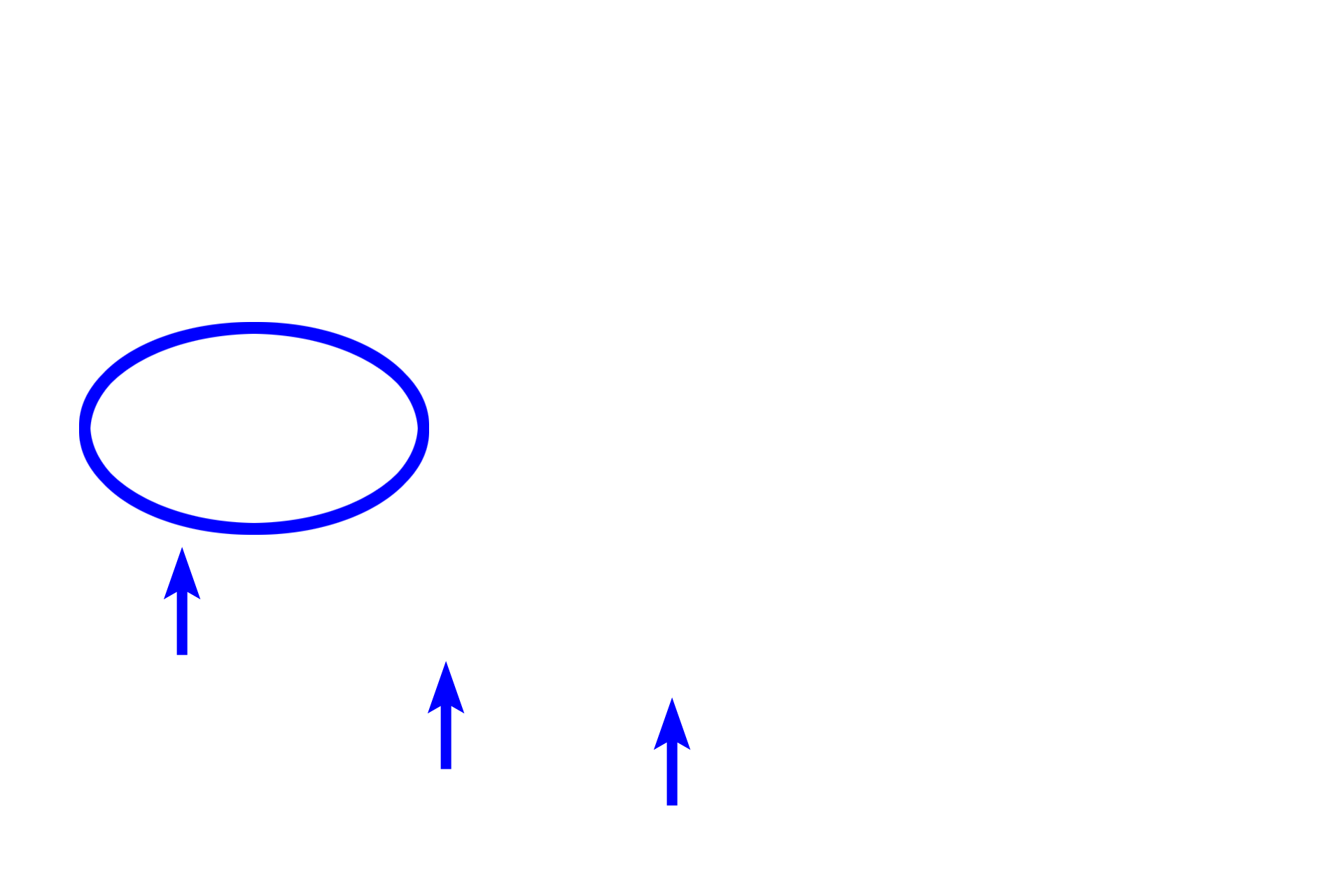 Internal anal sphincter > <p>The inner circular layer of the muscularis externa thickens terminally forming the internal anal sphincter (oval).  The outer longitudinal layer of the muscularis externa (arrows) decreases and blends with the adventitia.</p>
