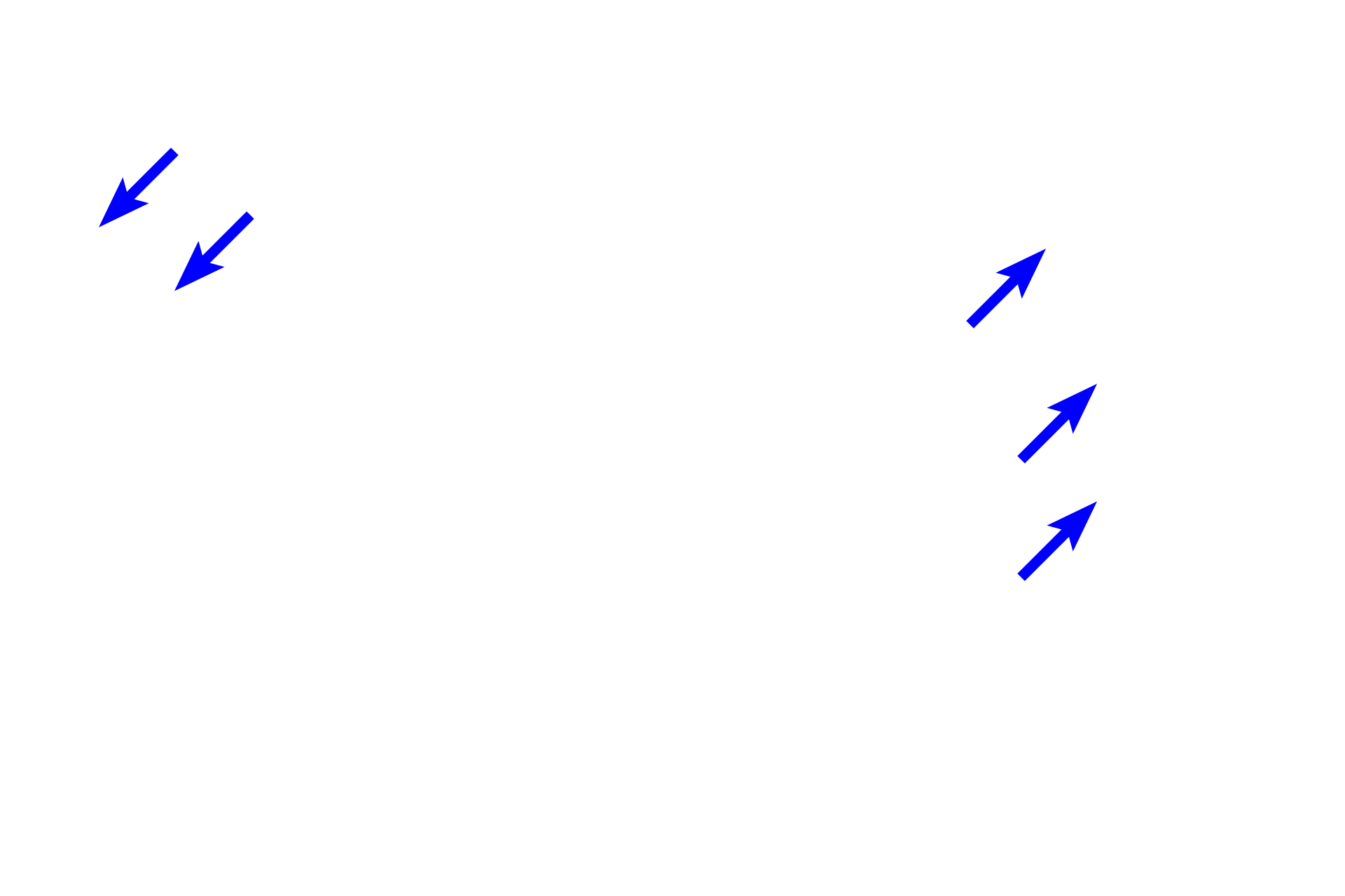 Hair follicles <p>The anus is lined by a stratified squamous, keratinized epithelium and possesses apocrine sweat glands, eccrine sweat glands, sebaceous glands and hair follicles.  Both apocrine sweat glands and sebaceous glands release their products into a hair follicle.  Apocrine sweat glands are characterized by their large size and wide lumens and, like eccrine sweat glands, are classified as simple coiled tubular glands.  100x</p>
