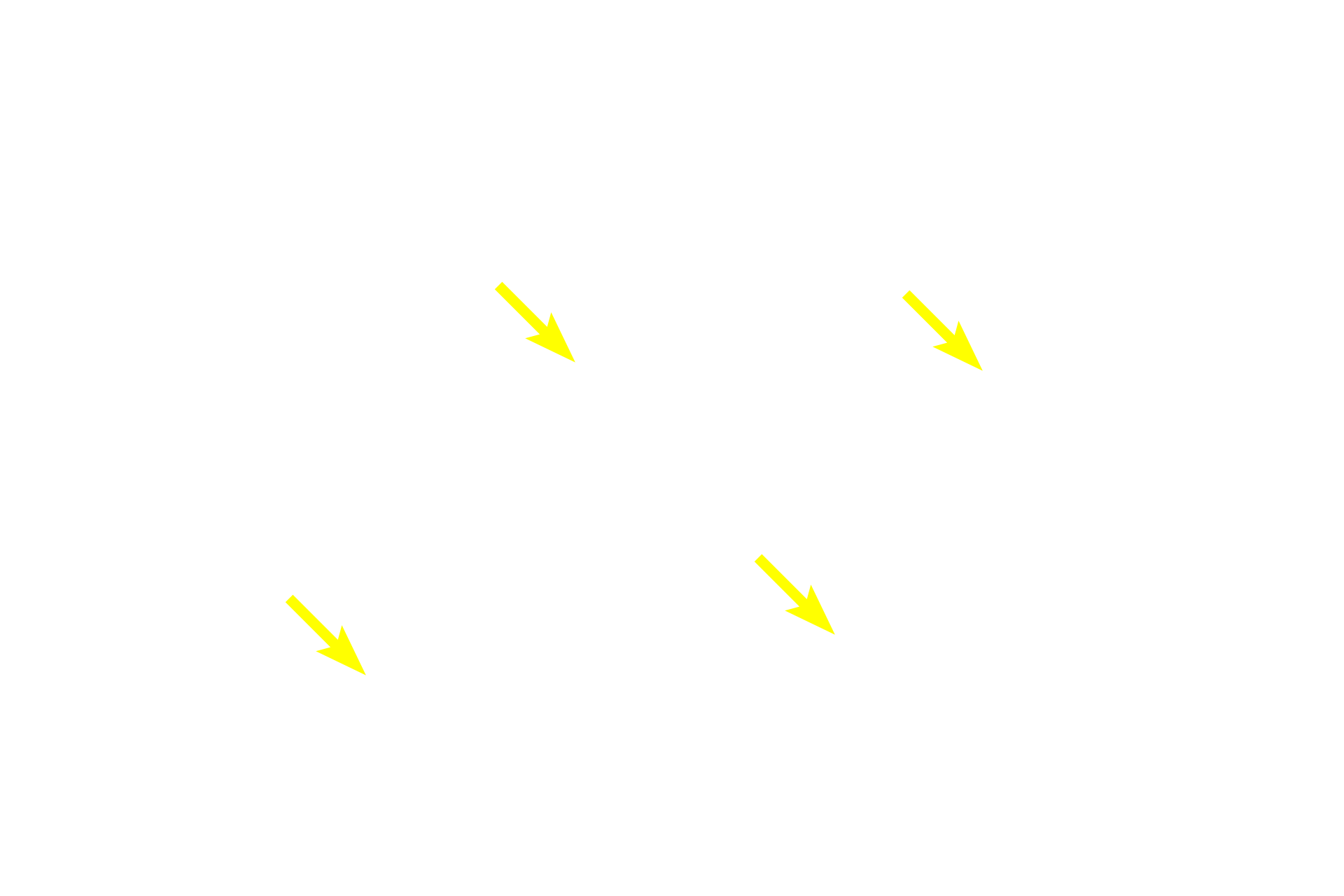 Principal cells > <p>Chief or principal cells secrete parathyroid hormone, which raises the blood calcium level, in part, by indirectly stimulating osteoclasts to mobilize calcium.  Parathyroid hormone release is suppressed by a high blood calcium level.</p>
