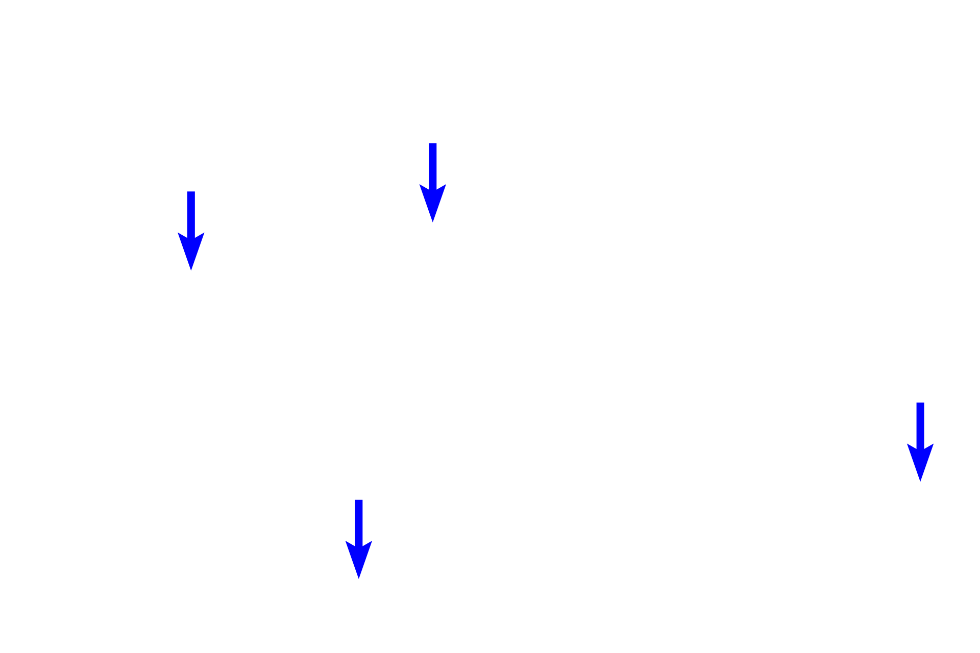 Capillaries <p>Chief or principal cells secrete parathyroid hormone, which raises the blood calcium level, in part, by indirectly stimulating osteoclasts to mobilize calcium.  Parathyroid hormone release is suppressed by a high blood calcium level.</p>
