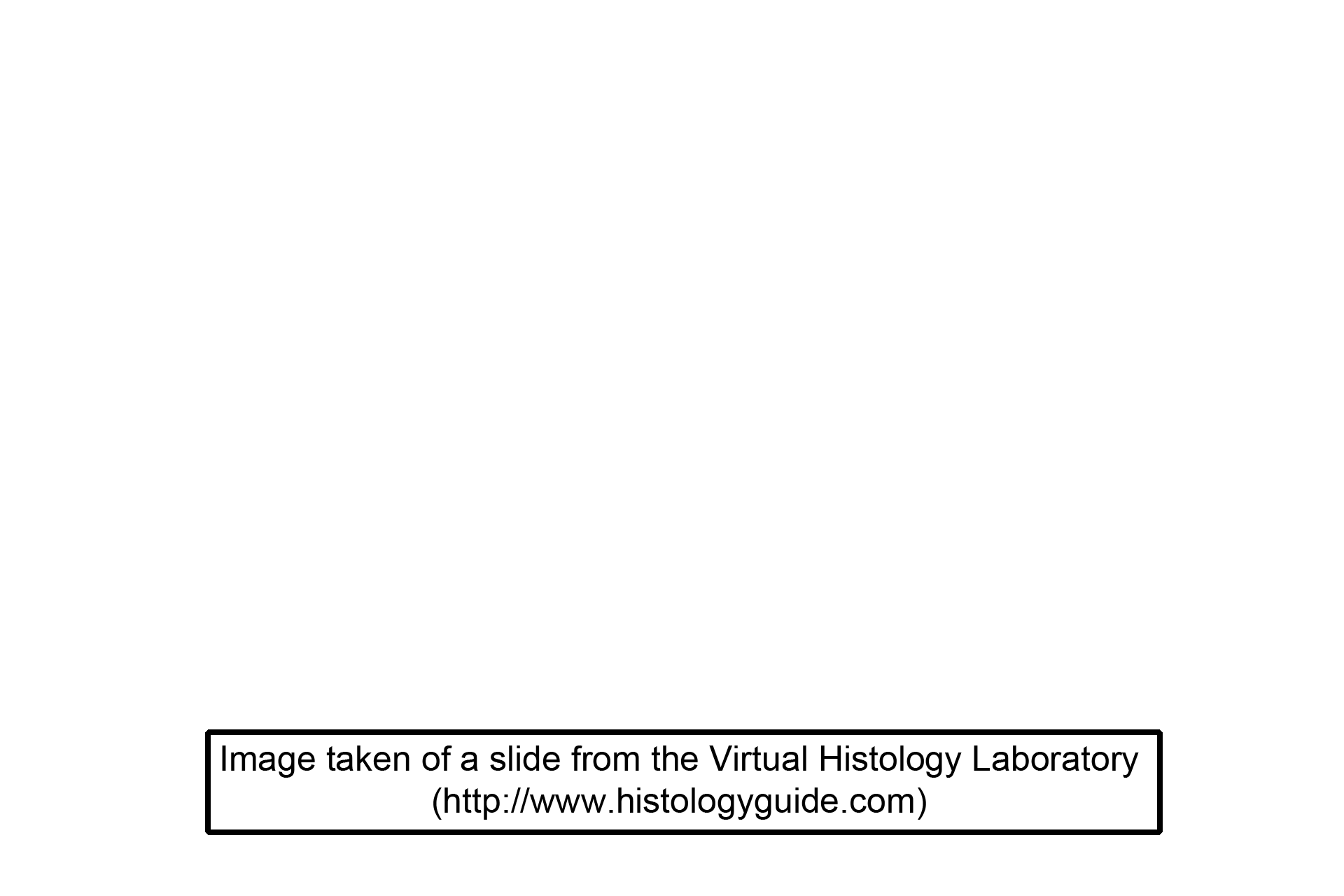 Image credit <p>This image was taken of a slide from the Virtual HIstology Laboratory (http://www.histologyguide.com)</p>
