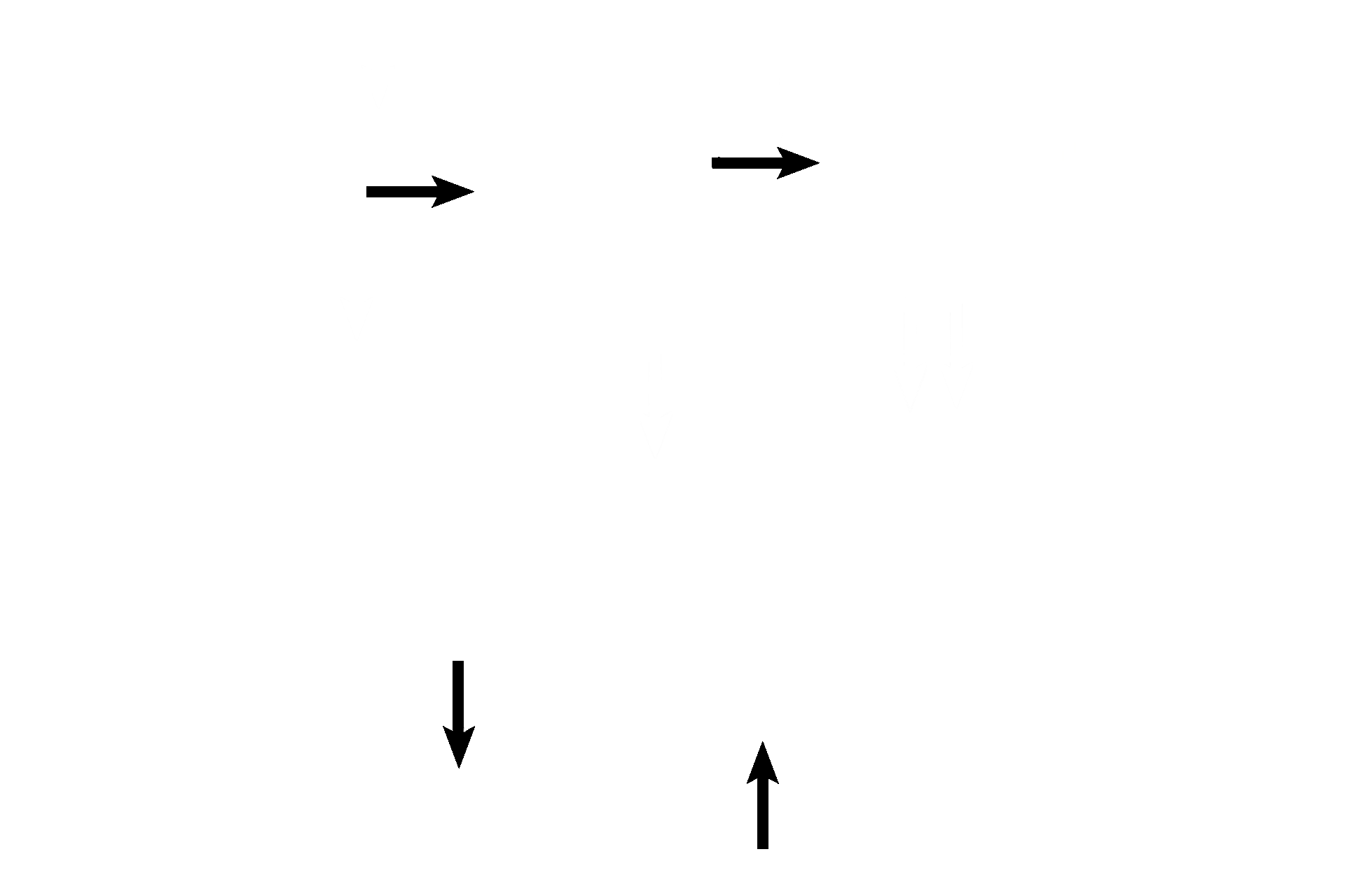 Hair follicles <p>Elastic cartilage is found where both support and great flexibility are required. Shown in this image, elastic cartilage forms the flexible framework in the pinna of the external ear that readily bends but rebounds to its original state. Elastic cartilage also forms the framework for the epiglottis and several of the smaller laryngeal cartilages. Elastic cartilage, like hyaline cartilage, has a surrounding perichondrium. 10x</p>
