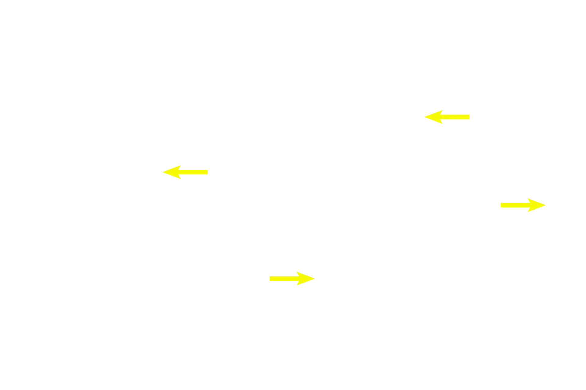 Elastic fibers <p>Chondrocytes in elastic cartilage are larger and more numerous than in hyaline cartilage and form fewer isogenous groups. The extracellular matrix of elastic cartilage is less abundant than in hyaline cartilage. This special stain demonstrates the abundant elastic fibers in the matrix.  Masson stain 100x</p>
