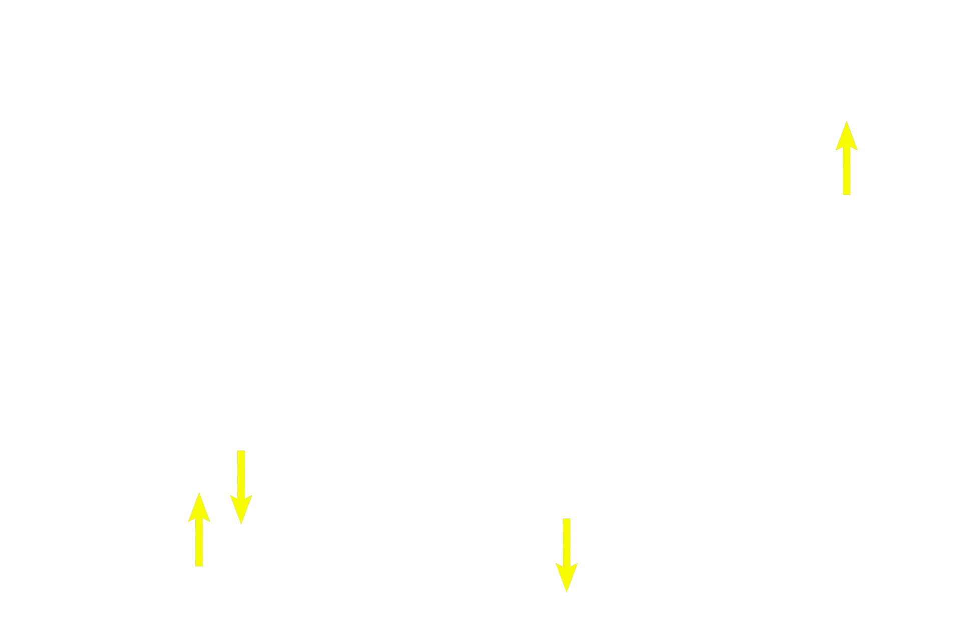 Chondroblasts <p>A perichondrium surrounds elastic cartilage. The outer portion,the fibrous layer, is a reserve cell layer for the inner layer, the chondrogenic layer. This layer blends imperceptibly with the cartilage, so that its innermost boundary cannot be easily established. Chondroblasts lie in the inner layer immediately adjacent to the cartilage and secrete cartilage matrix around themselves.</p>
