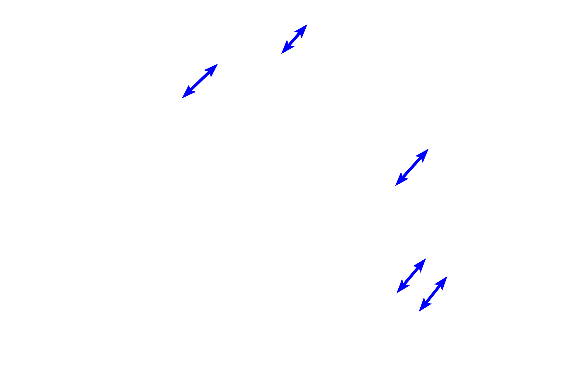 Multilocular adipocytes > <p>Adipocytes in brown adipose tissue contain numerous, small lipid droplets (multilocular) in their cytoplasm along with abundant mitochondria. The extraction of the lipid during tissue processing produces a frothy appearance to the cytoplasm. Brown adipose tissue is so-called because the abundant mitochondria with their large amounts of cytochrome oxidase, impart a brown color to the cells. Also adding to the color is the rich vascular supply.</p>
