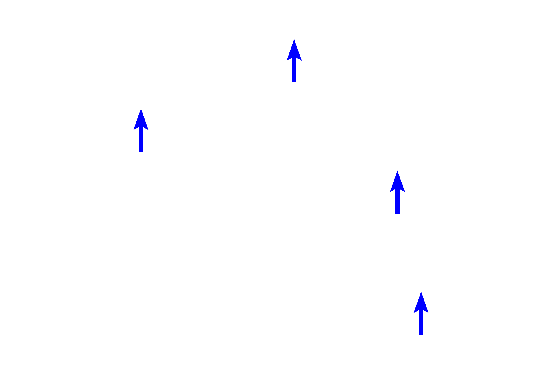 Nuclei > <p>Nuclei are spherical and centrally located, not compressed beneath the plasma membrane at the periphery of the cell as in unilocular adipocytes.</p>
