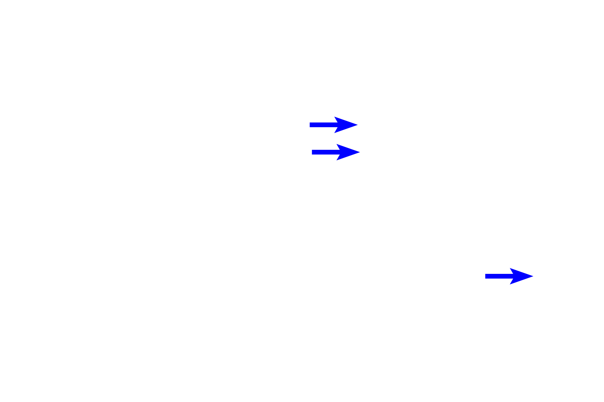 Blood vessels <p>Brown adipose tissue is subdivided into lobules by connective tissue septa, however the connective tissue stroma within the lobule is sparse. The tissue has a rich supply of capillaries. In newborns, brown adipose tissue makes up about 5% of the total body mass and is primarily located on the back, along the upper half of the spine, and toward the shoulders. It disappears during childhood.</p>
