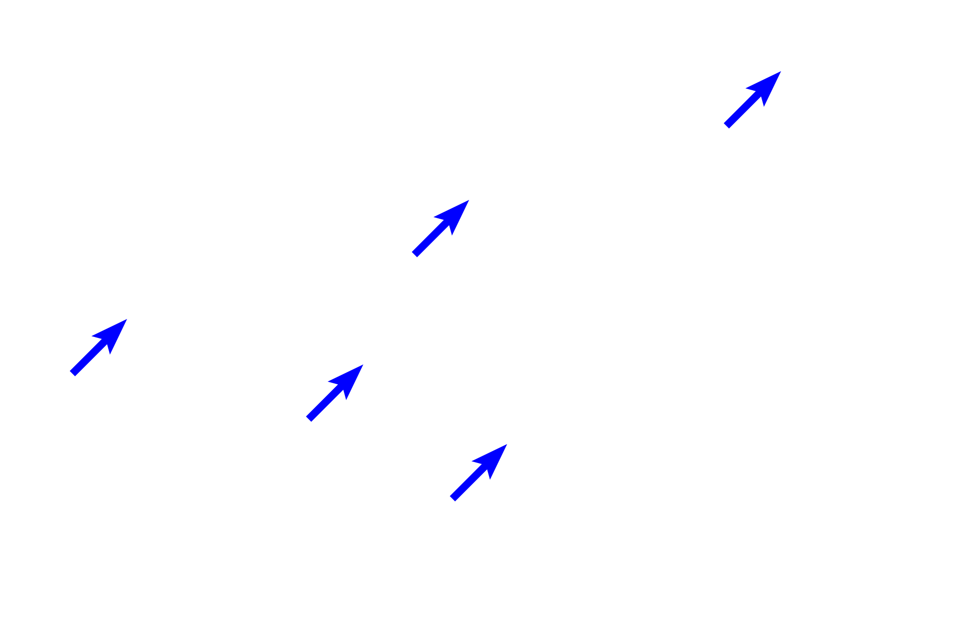 Nuclei <p>At higher magnification, the numerous, small lipid droplets in the cytoplasm of the multilocular adipocytes are clearly evident. The spherical nuclei are centrally placed and minimal connective tissue is present between the cells. 1000x</p>
