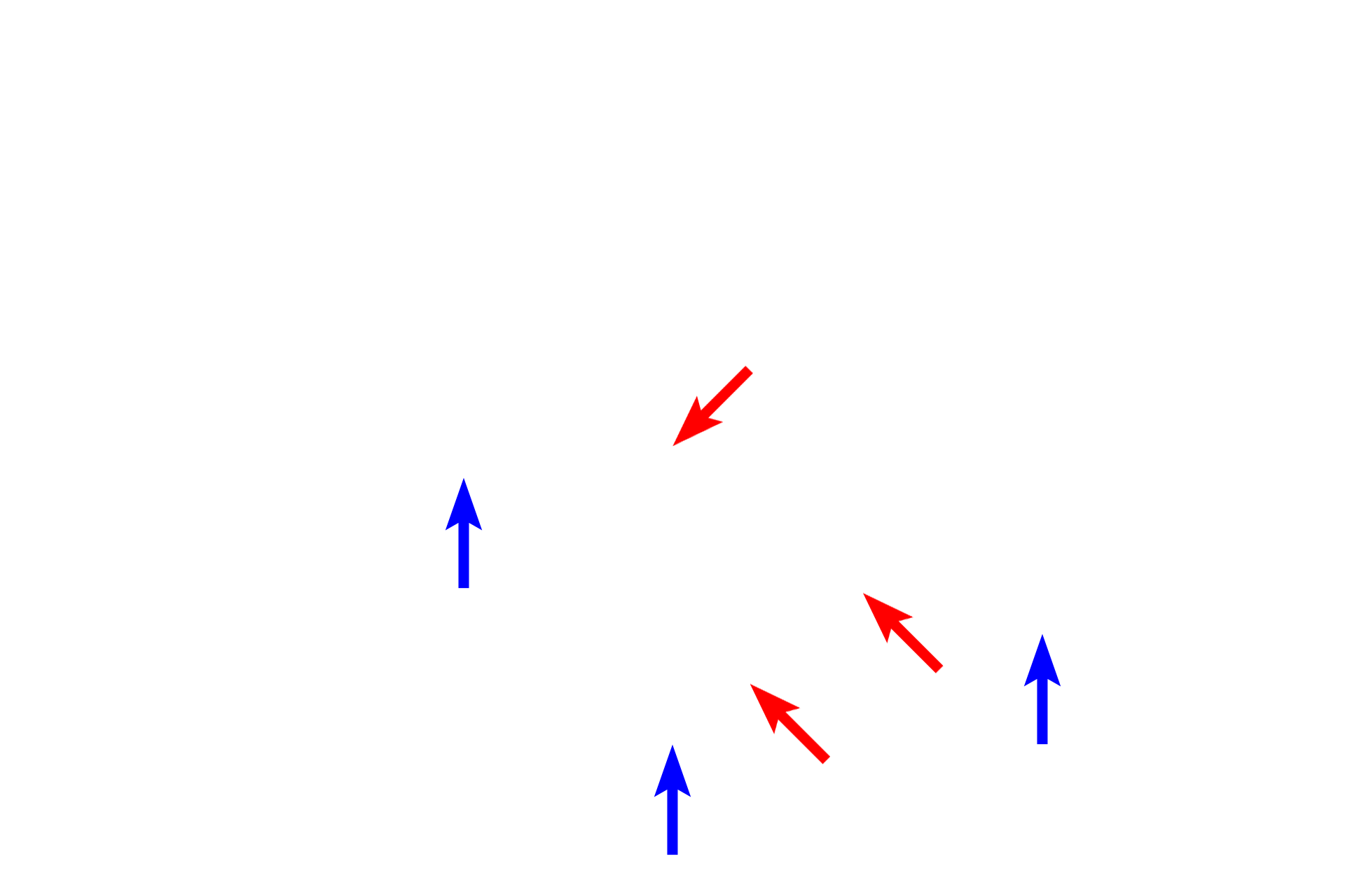 Dendrites > <p>Three major dendrites (red arrows) emanate from the cell body, two from the base of the soma and one from the apex.  These major dendrites branch repeatedly (blue arrows) and most display dendritic spines</p>

