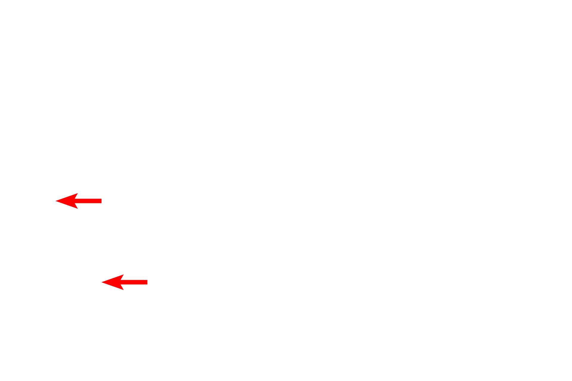 Capillary <p>Dendritic spines are small (0.1 – 0.8 microns) protrusions of the dendrite plasma membrane and are highly dynamic structures that remodel with synaptic activity.  The majority of excitatory input to dendrites occurs on dendritic spines.</p>
