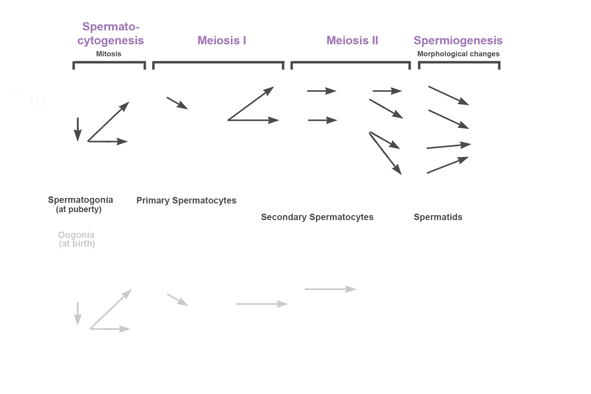  - Spermiogenesis > <p>The third stage of spermatogenesis is spermiogenesis, during which spherical spermatids undergo morphological changes with no further cell division. This transformation results in the formation of tadpole-shaped haploid spermatids, still attached to each other.</p>
