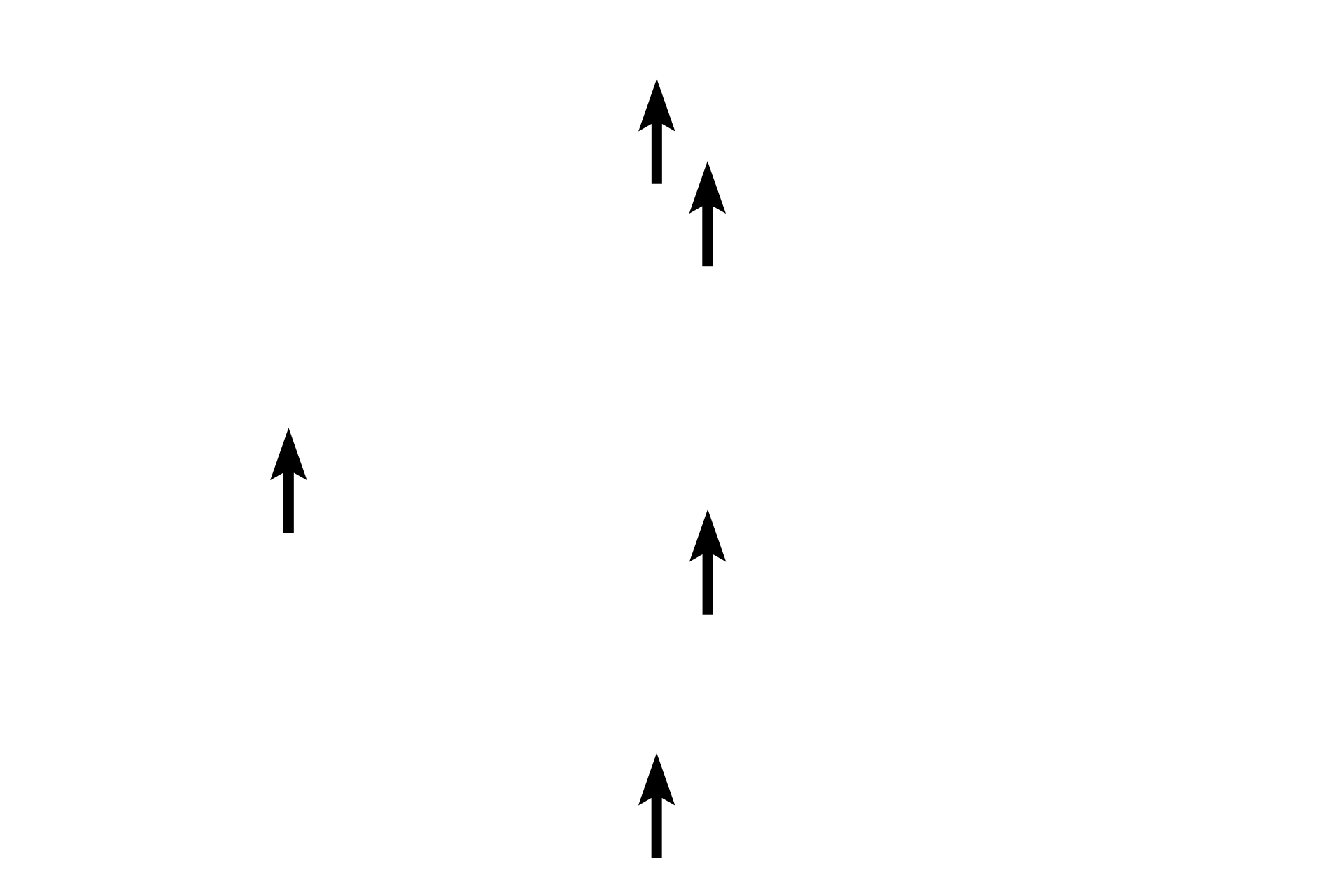 Nuclei <p>This composite image shows the morphology of spindle-shaped smooth muscle cells.  As shown in the top panel, these cells are long, thin and taper at their ends.  The nucleus is located midway along their length.  This structure allows the cells to assemble into a tissue that forms compact sheets or layers, often forming the wall of hollow organs.  The middle panel shows smooth muscle tissue in the wall of the digestive tract, the bottom panel is an illustration of that region.  Top and middle panels 400x</p>
