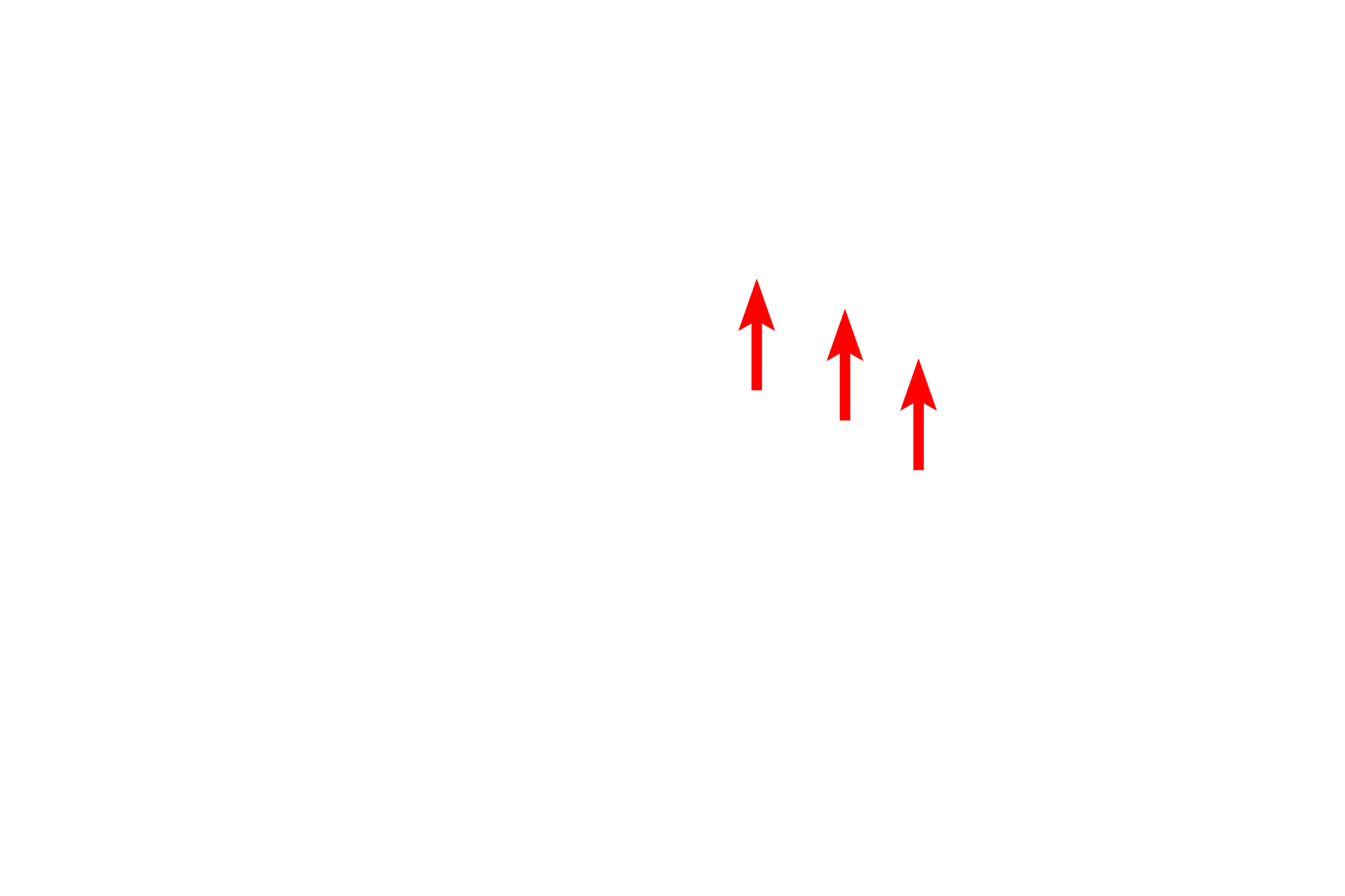 Nuclear envelope > <p>Two membranes surround each nucleus, forming the nuclear envelope.  Arrows indicate the outer nuclear membrane.  Intracellular membranes have a similar structure and appearance as the plasma membrane.</p>
