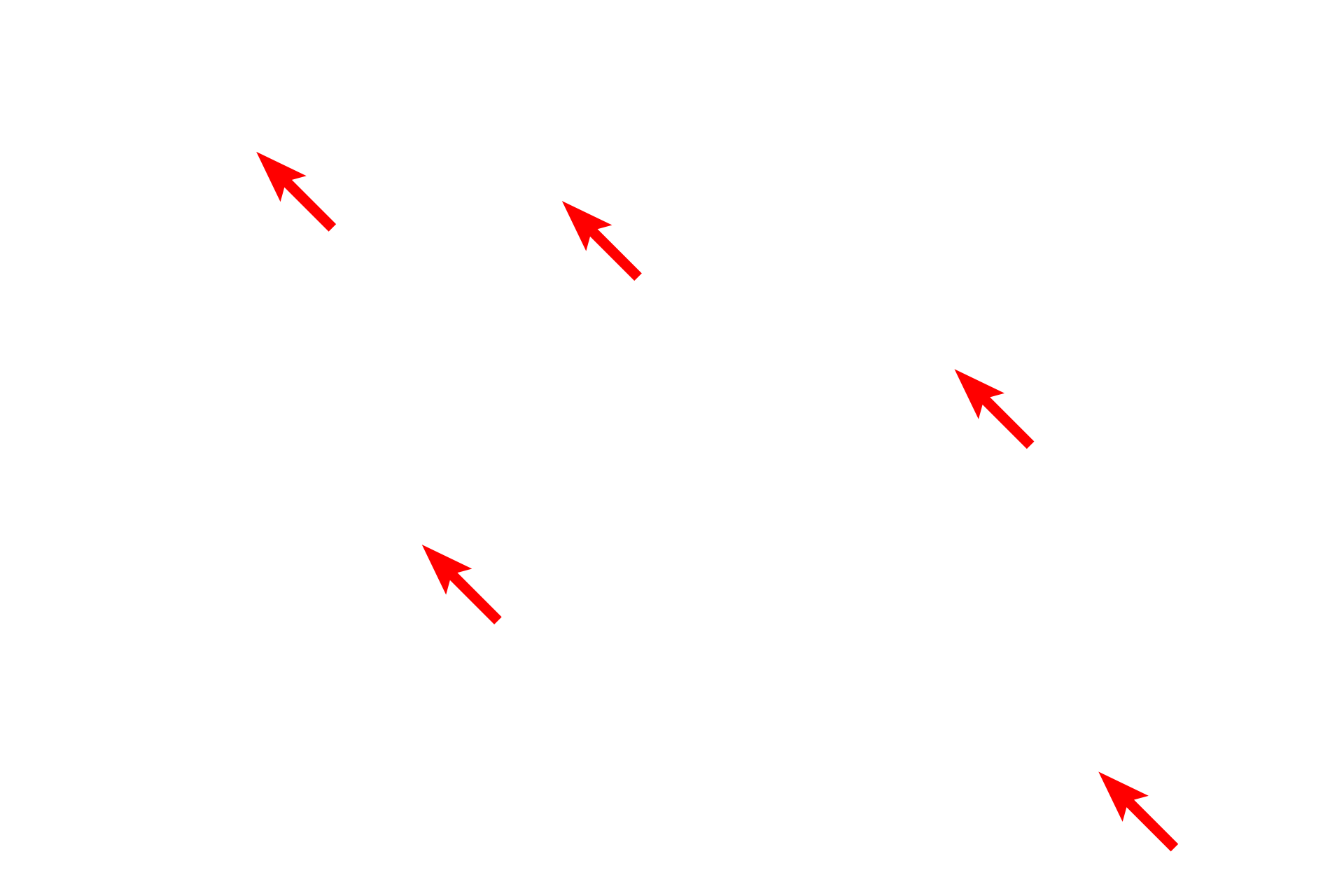  - Osteocyte lacunae <p>This ground bone preparation of mature, lamellar bone shows additional passageways in the matrix, called Volkmann’s canals, which are oriented perpendicularly to the long axis of the osteon.  Volkmann’s canals interconnect Haversian canals of adjacent osteons, conveying branches from blood vessels traveling in the Haversian canal. This extensive system of passageways is necessary as the calcified matrix prevents diffusion of nutrients and respiratory gasses. Both Volkmann’s and Haversian canals contain blood vessels and are lined by endosteum. 400x</p>
