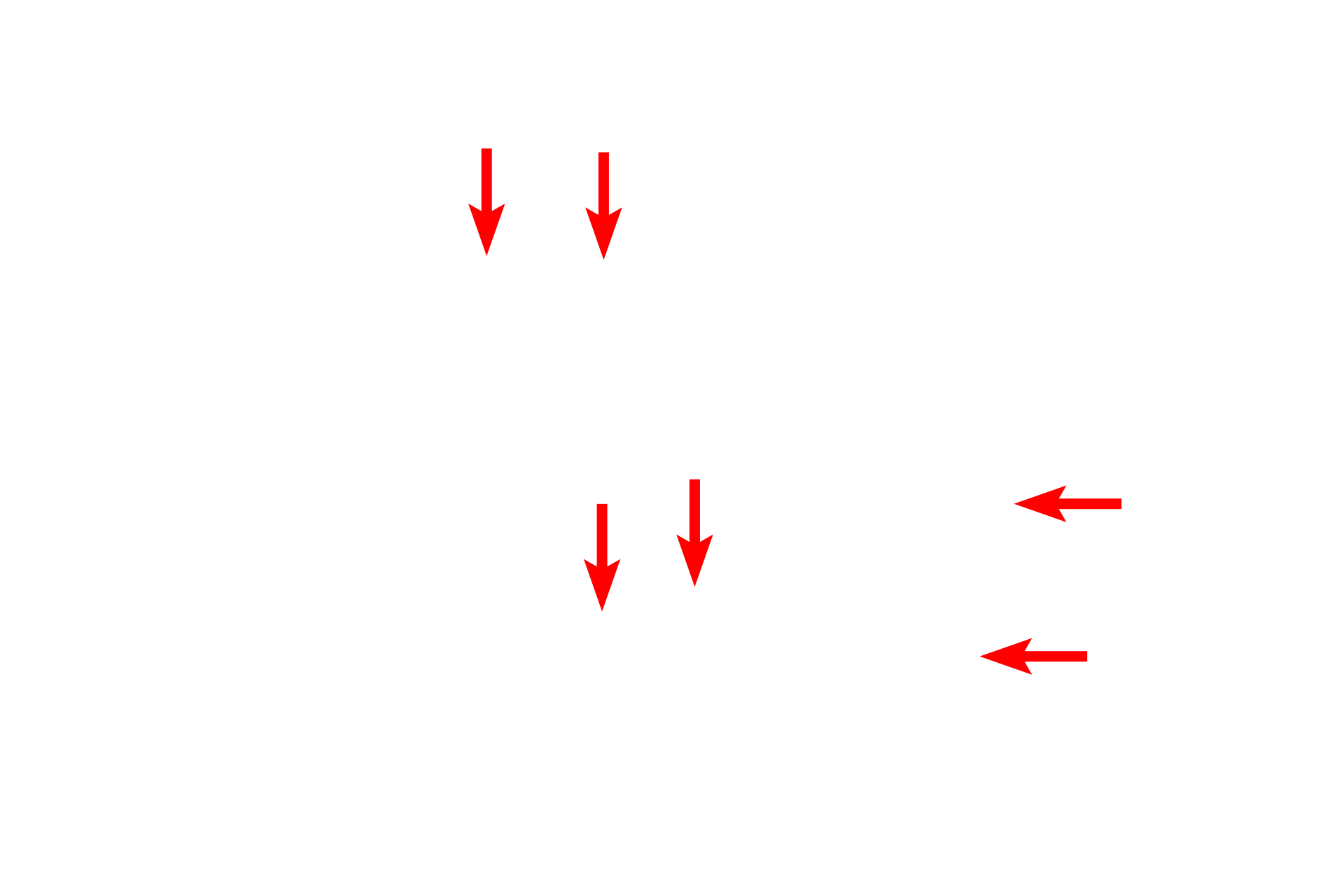 Volkmann's canals <p>This ground bone preparation of mature, lamellar bone shows additional passageways in the matrix, called Volkmann’s canals, which are oriented perpendicularly to the long axis of the osteon.  Volkmann’s canals interconnect Haversian canals of adjacent osteons, conveying branches from blood vessels traveling in the Haversian canal. This extensive system of passageways is necessary as the calcified matrix prevents diffusion of nutrients and respiratory gasses. Both Volkmann’s and Haversian canals contain blood vessels and are lined by endosteum. 400x</p>
