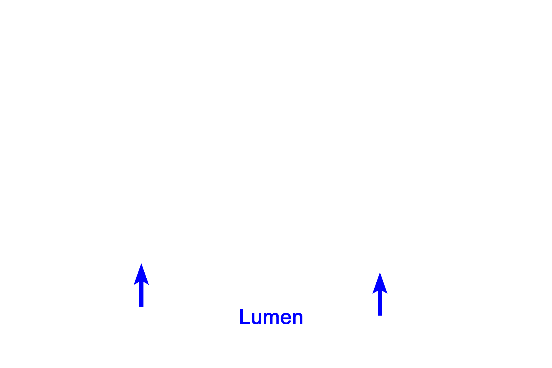 Epithelium > <p>As are all spaces in the body, the lumen of the trachea is lined by an epithelium that forms a distinct border facing the lumen. Loose connective tissue containing glands underlies the epithelium.</p>
