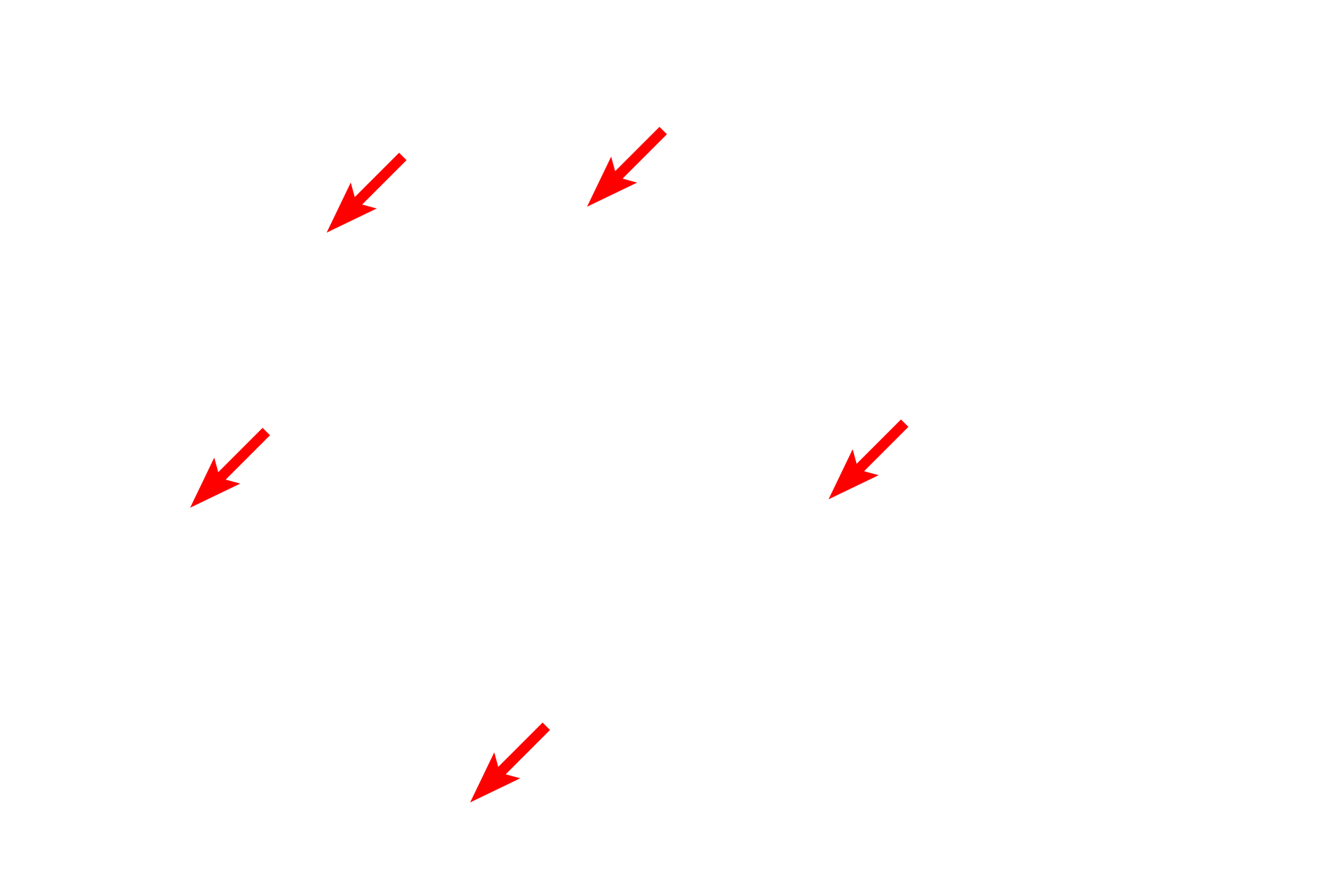 Collagen fibers <p>This section of skin is stained with the Movat pentachrome stain.  This combination stain distinguishes elastic fibers (stained black) from collagen fibers (stained yellow).  It also labels the ground substance, staining it turquoise.  Note how elastic fibers are intermixed with collagen bundles. Elastic fibers provide the elasticity needed for connective tissues to stretch and recoil to their original shape. 400x</p>
