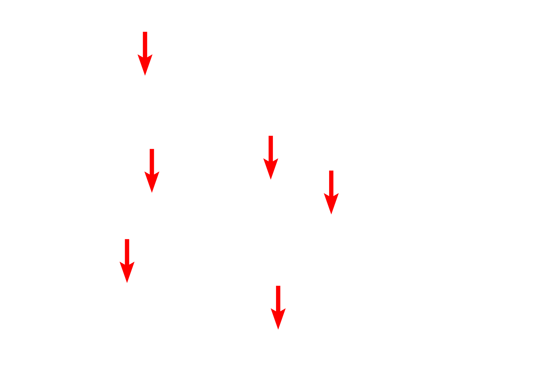 Elastic fibers <p>This section of skin is stained with the Movat pentachrome stain.  This combination stain distinguishes elastic fibers (stained black) from collagen fibers (stained yellow).  It also labels the ground substance, staining it turquoise.  Note how elastic fibers are intermixed with collagen bundles. Elastic fibers provide the elasticity needed for connective tissues to stretch and recoil to their original shape. 400x</p>
