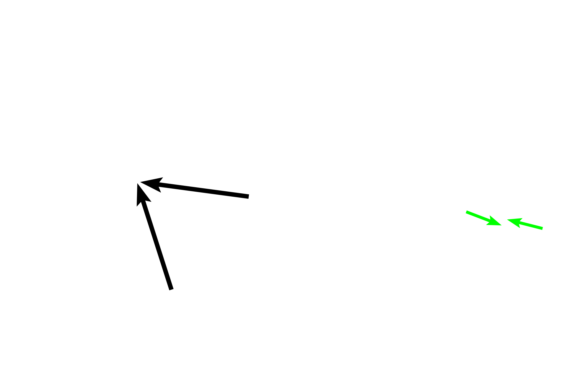 Polarity > <p>Polarity is a feature of cells in which their organelles are distributed asymmetrically in the cytoplasm.  This stable distribution of organelles reflects the differing functions performed in these areas.  The secretory products, e.g., enzymes or mucus, are synthesized basally in the RER, packaged into secretory granules that are stored in the apical region of the cells for later release.  Polarity is a characteristic feature of exocrine gland cells.</p>
