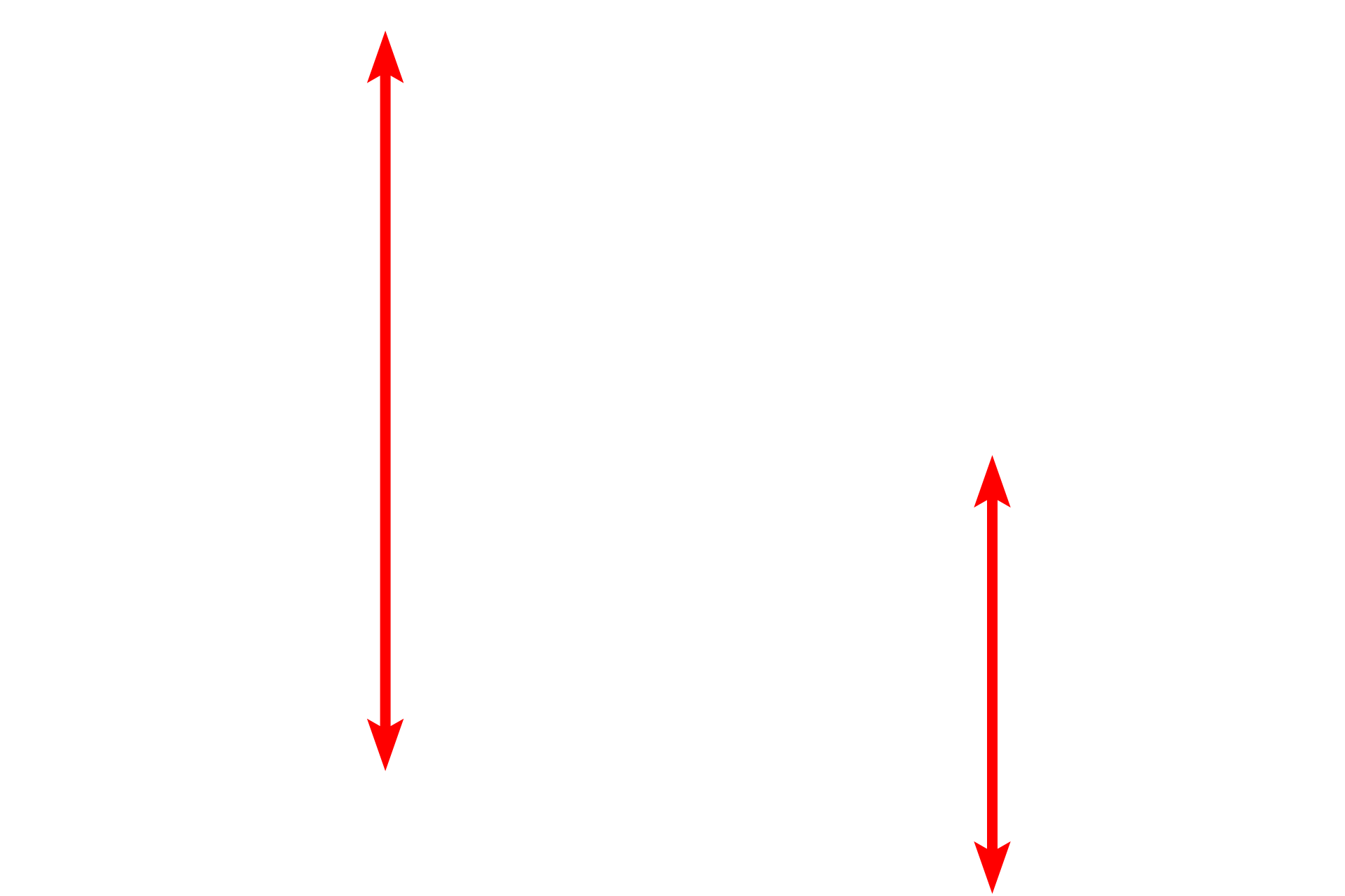 Muscle fibers <p>This low magnification electron micrograph shows a portion of two skeletal muscle fibers. The cytoplasm of the fibers is completely filled with myofibrils. A peripheral nucleus in the one of fibers is also visible. Located between the myofibrils are mitochondria and elements of the endoplasmic reticulum. 5000x</p>
