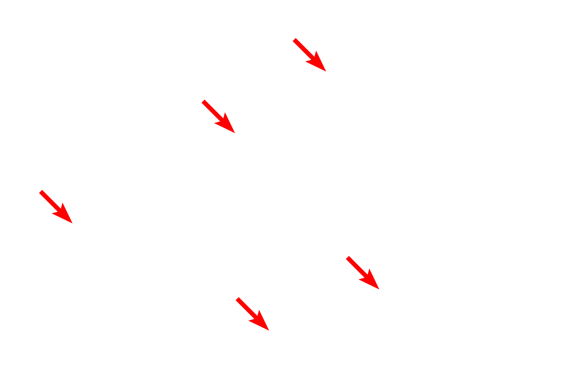  - Mitochondria <p>This low magnification electron micrograph shows a portion of two skeletal muscle fibers. The cytoplasm of the fibers is completely filled with myofibrils. A peripheral nucleus in the one of fibers is also visible. Located between the myofibrils are mitochondria and elements of the endoplasmic reticulum. 5000x</p>
