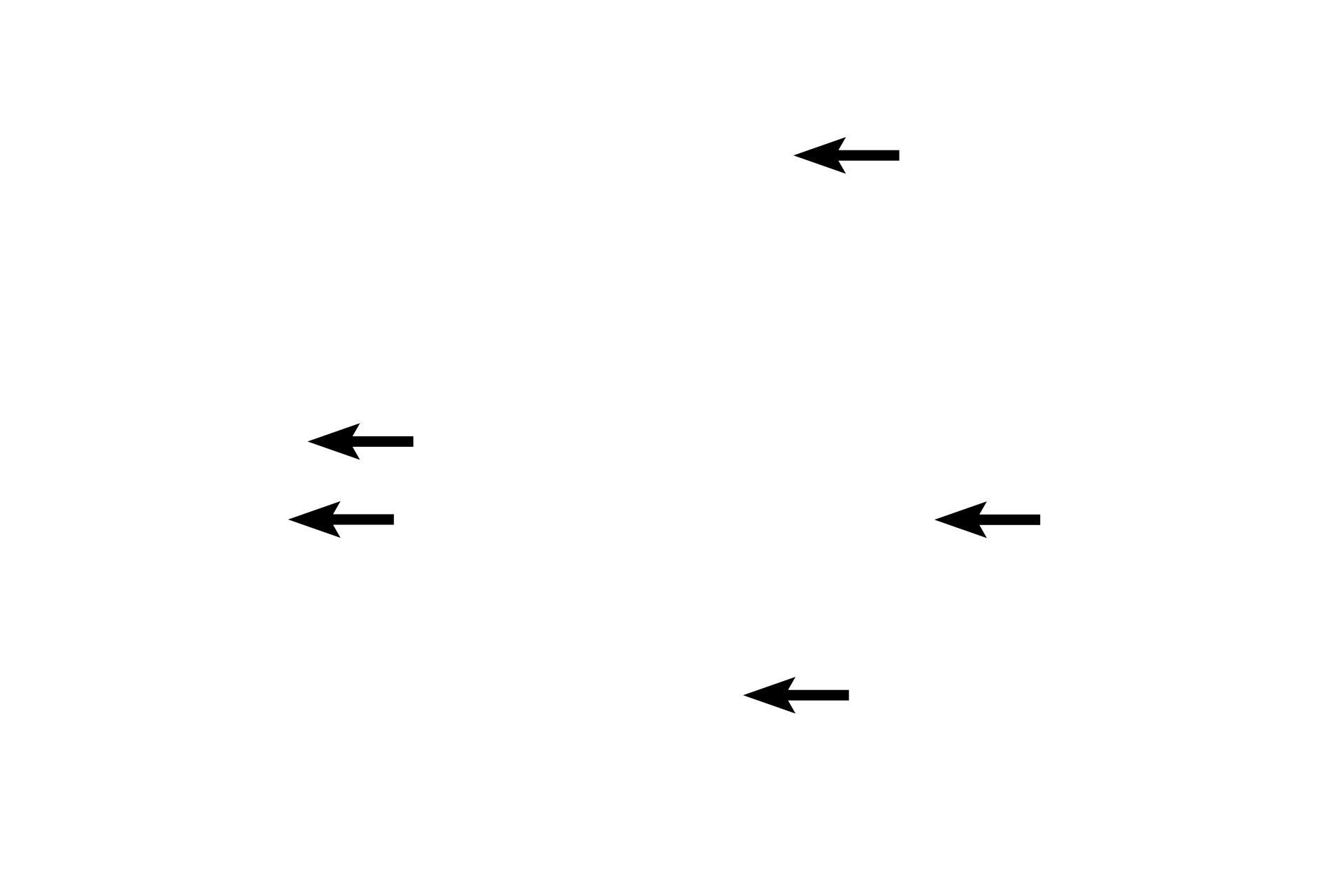 Myofibrils <p>This H&E section shows muscle fibers cut in cross section and clearly demonstrates the myofibrils that fill the muscle fibers. Numerous capillaries are also visible. This is a section of the tongue which contains interlacing skeletal muscle fascicles and thus at the top and bottom of the image are fibers cut longitudinally. 800x</p>
