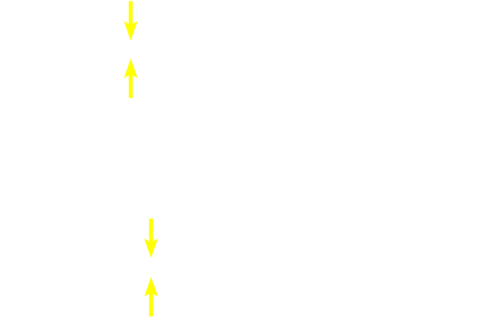 Perichondrium: chondrogenic layer <p>Elastic cartilage from the pinna of the ear is stained with a dye specific for elastin. The abundant elastic fibers and additional elastic material in the central regions of the cartilage obscure individual fibers.  However, they can be readily seen on the edges. Note the numerous chondrocytes but infrequent isogenous groups. 200x</p>
