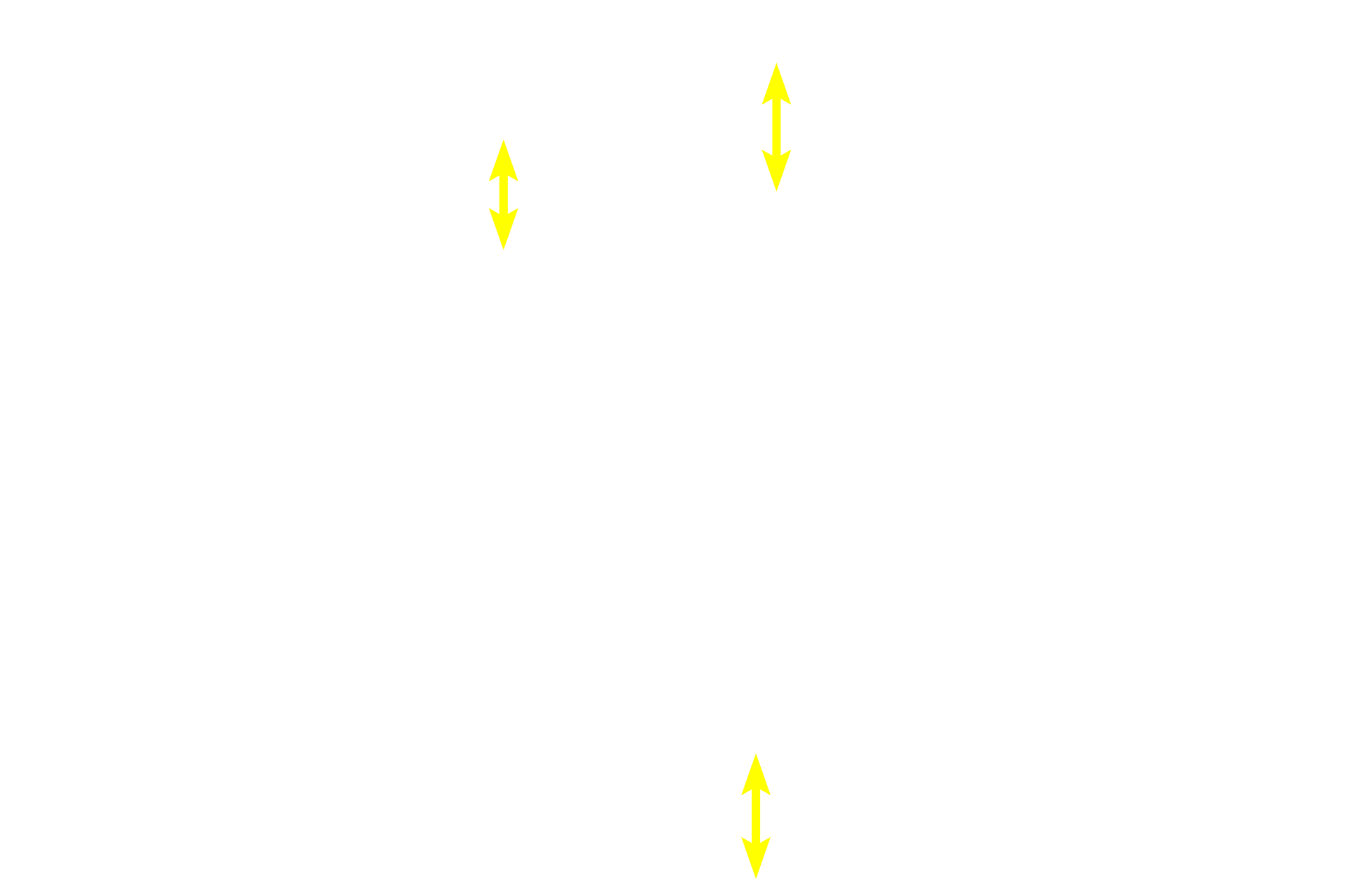 Muscle fibers <p>This longitudinal section of cardiac muscle fibers demonstrates two of their distinctive features, centrally located nuclei and intercalated discs. Intercalated discs are complex cell junctions between the ends of adjacent cardiac muscle fibers. Components of intercalated disc cannot be resolved with the light microscope. 400x</p>
