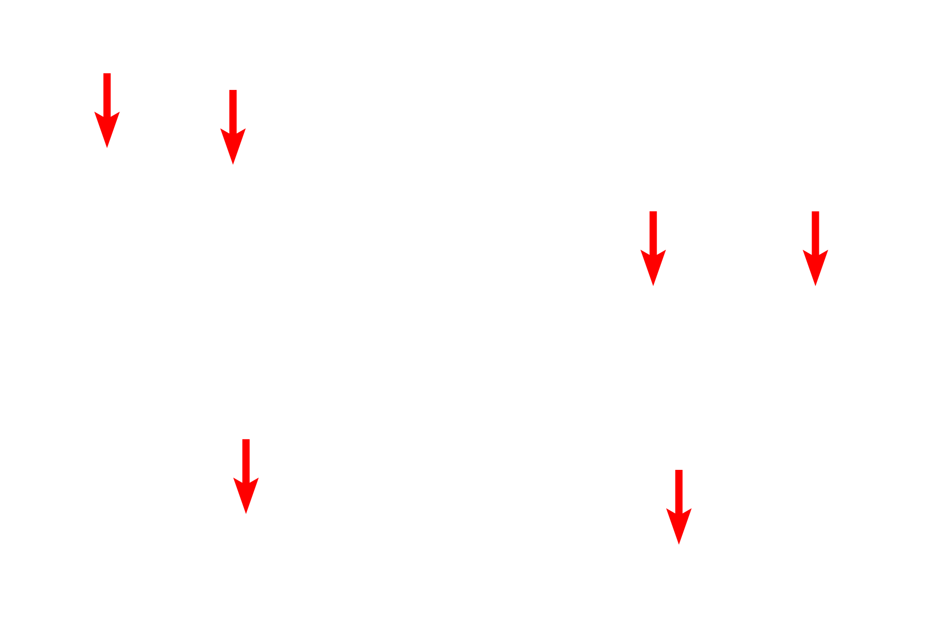Mitochondria <p>Numerous mitochondria are present between the myofibrils and just beneath the sarcolemma. Mitochondria provide the large amount of energy needed for the continually-contracting fibers.</p>
