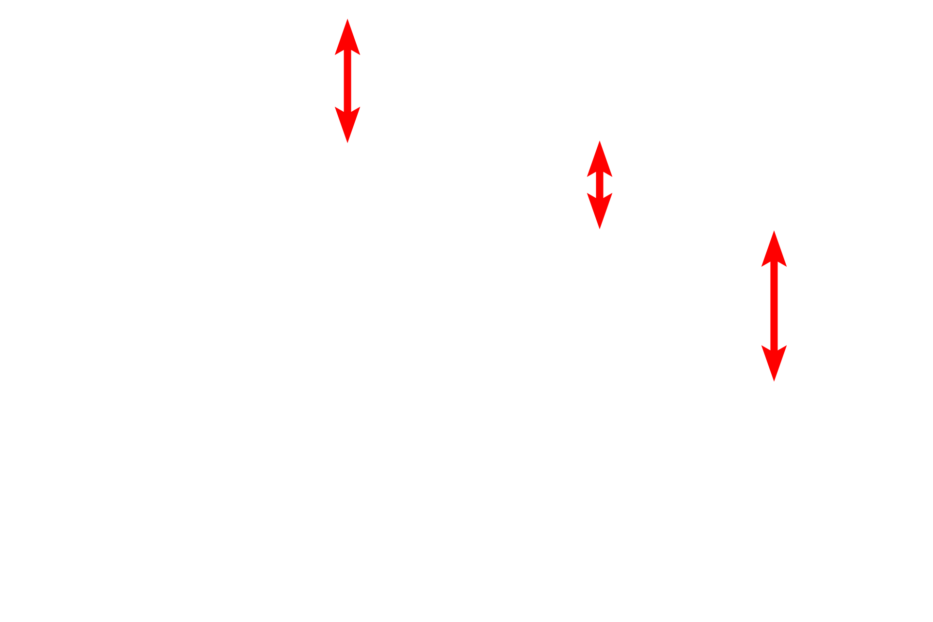 Myofibrils > <p>Myofibrils almost totally fill the cytoplasm of skeletal muscle fibers and contain the contractile thick and thin myofilaments. The myofilament overlap remains in register across each myofibril, thus accounting for the banding pattern within each myofibril. Alignment of all myofibrils in the cell produces the banding visible at the light microscopic level. Due to their dense packing within the fibers, individual myofibrils are not visible in the light micrograph.</p>
