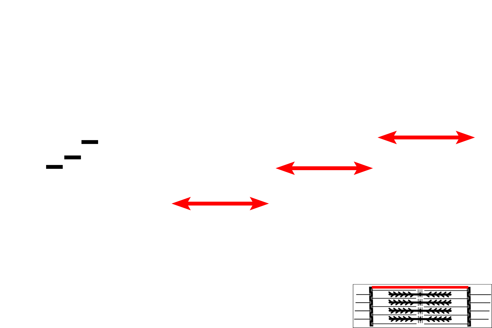 Sarcomeres > <p>The sarcomere is the contractile unit of striated muscles and extends from one Z line to an adjacent Z line. During contraction, the interval between adjacent Z lines narrows, i.e., the sarcomere shortens. The width of the A band remains constant during contraction, but both the I and H bands shorten as the areas of overlap of thin and thick myofilaments increases.</p>
