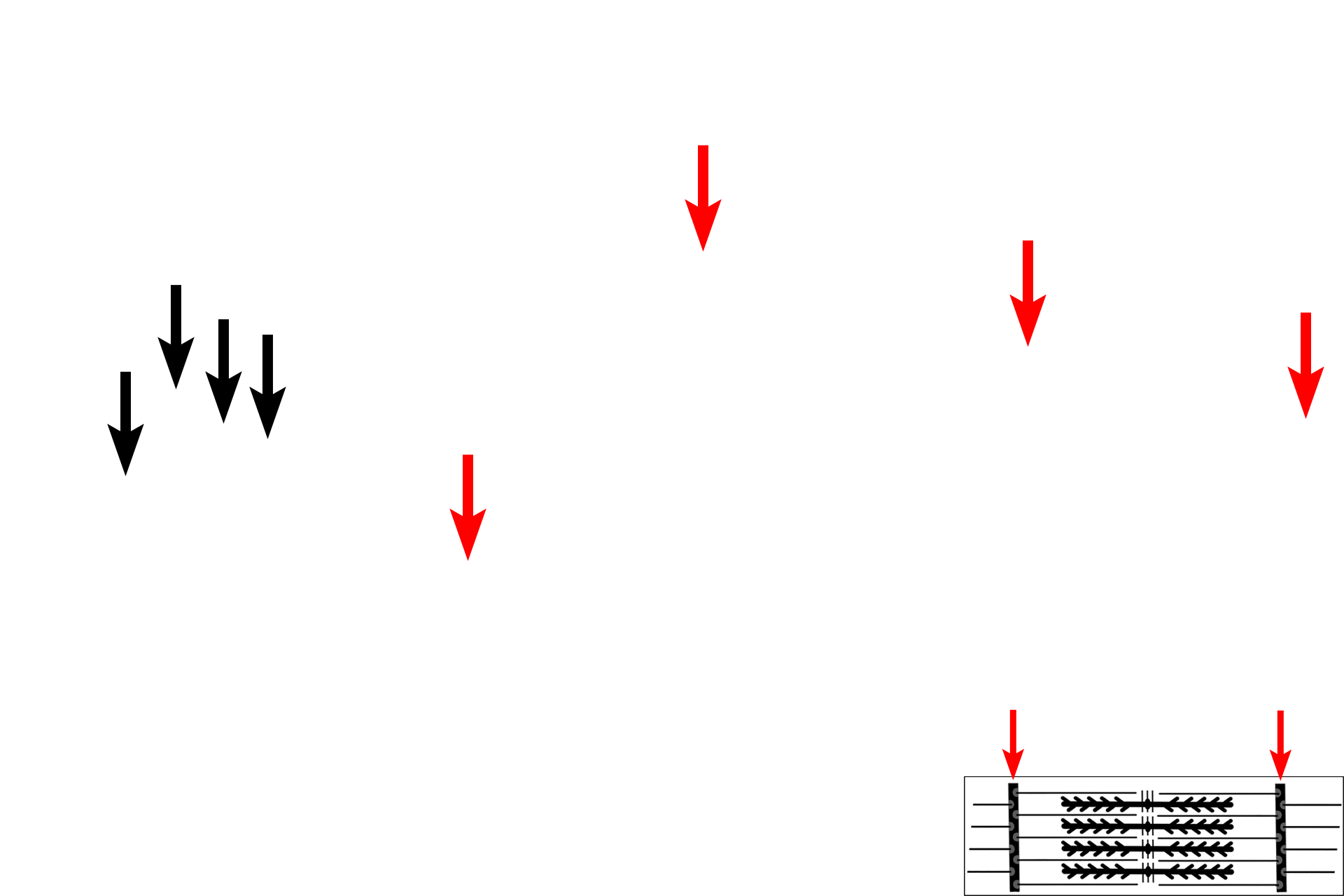  - Z line > <p>The Z line lies in the center of the I band and is the attachment site for thin myofilaments. The Z line is composed primarily of the protein alpha-actinin. The region from one Z line to the next is called a sarcomere.</p>
