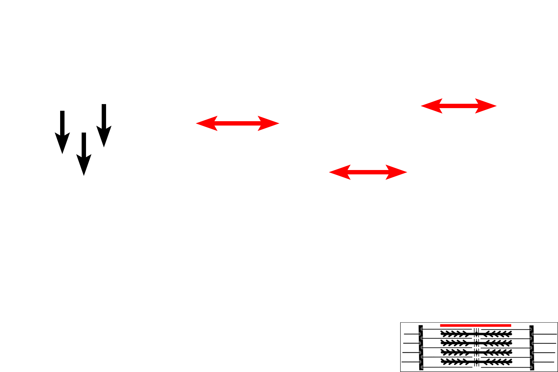 A band > <p>The A band corresponds to the length of the thick myofilaments. Thin myofilaments overlap with thick filaments at the margins of the A band, but they do not extend all the way to its center, leaving a lighter central region. This thin filament-free central region of the A band is the H band, with a centermost portion called the M line. During contraction, the width of the A band remains constant.</p>
