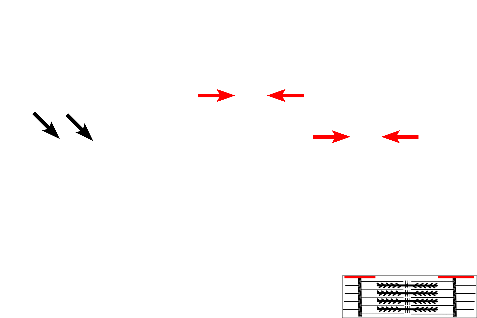 I band > <p>The I band, or light band, contains only thin myofilaments and is bisected by the Z line. During contraction, the width of A band decreases.</p>
