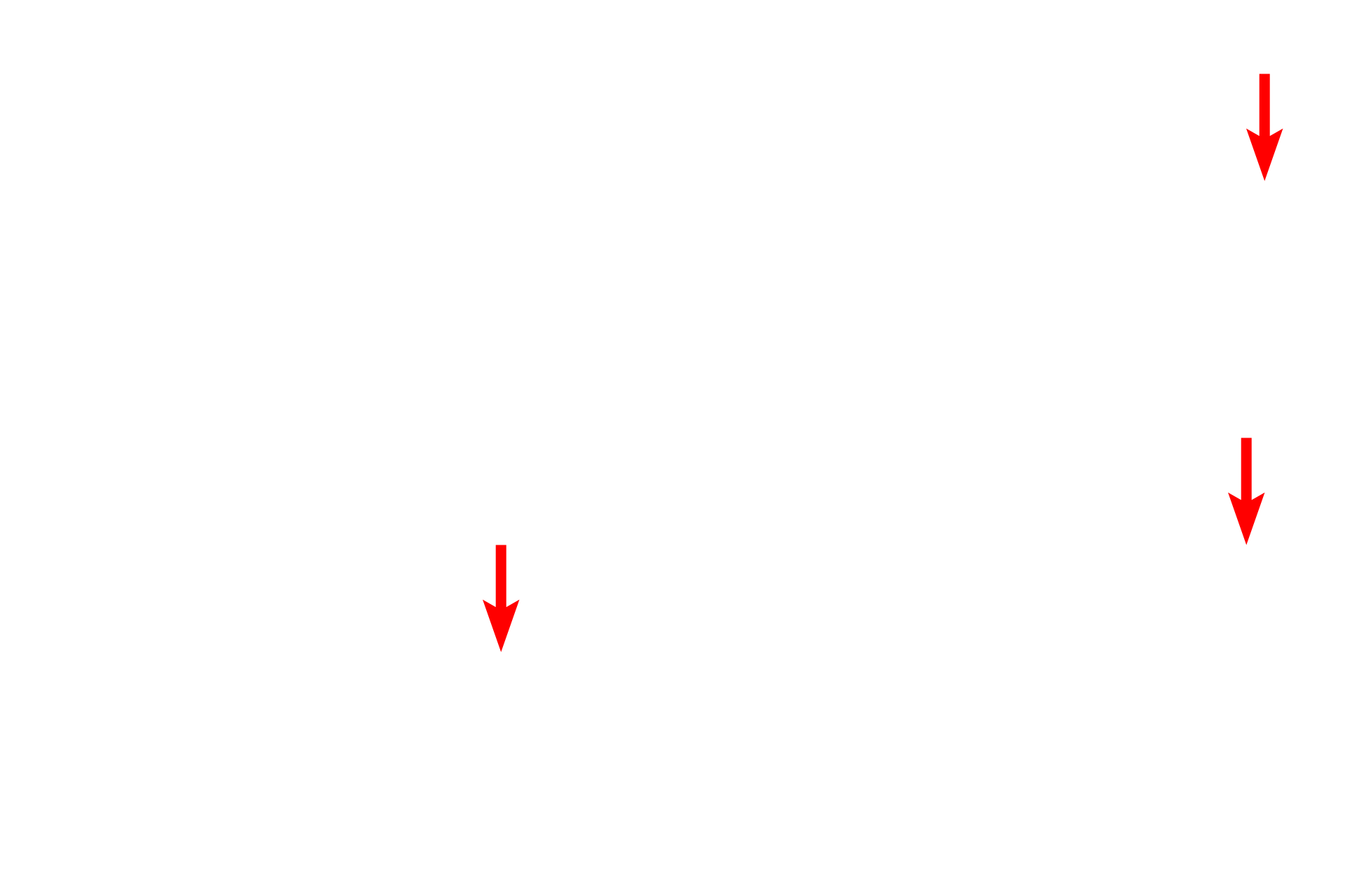 Mitochondria <p>The banding pattern seen in the high magnification light micrograph (left) is compared with that seen by electron microscopy (right). The bands in all the individual myofibrils are closely aligned, resulting in the overall banding pattern seen by light microscopy. Sparse cytoplasm (sarcoplasm) between the myofibrils contains mitochondria, sarcoplasmic reticulum and glycogen. 1,000x, 15,000x</p>
