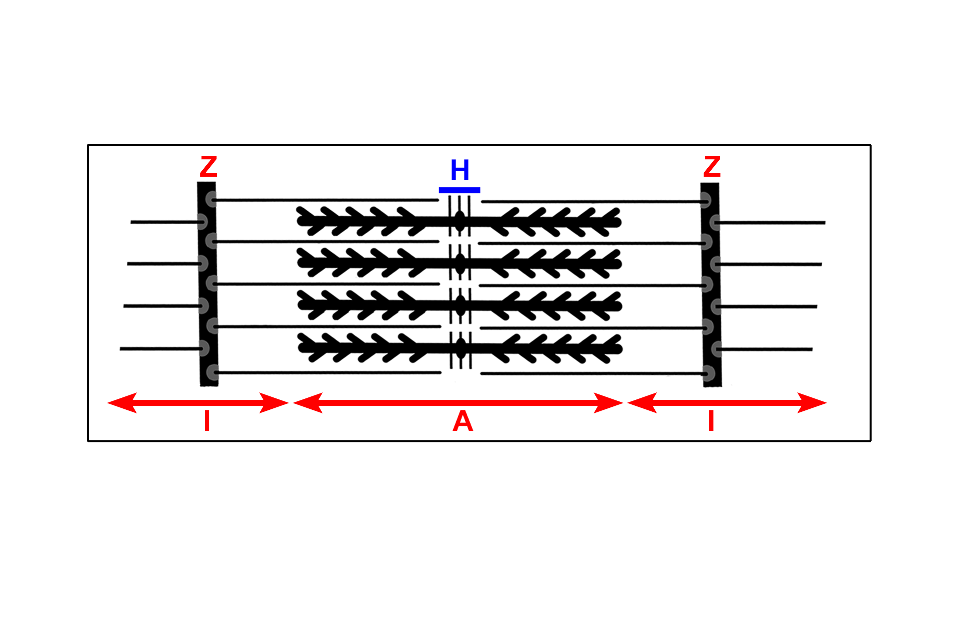 Myofilament organization >  <p>This diagram illustrates a single sarcomere and the myofilaments that compose it. Note how the thick and thin myofilaments overlap, producing the striations visible by both light and electron microscopy. This molecular organization of the sarcomere will be correlated with the image seen by electron microscopy.</p>
