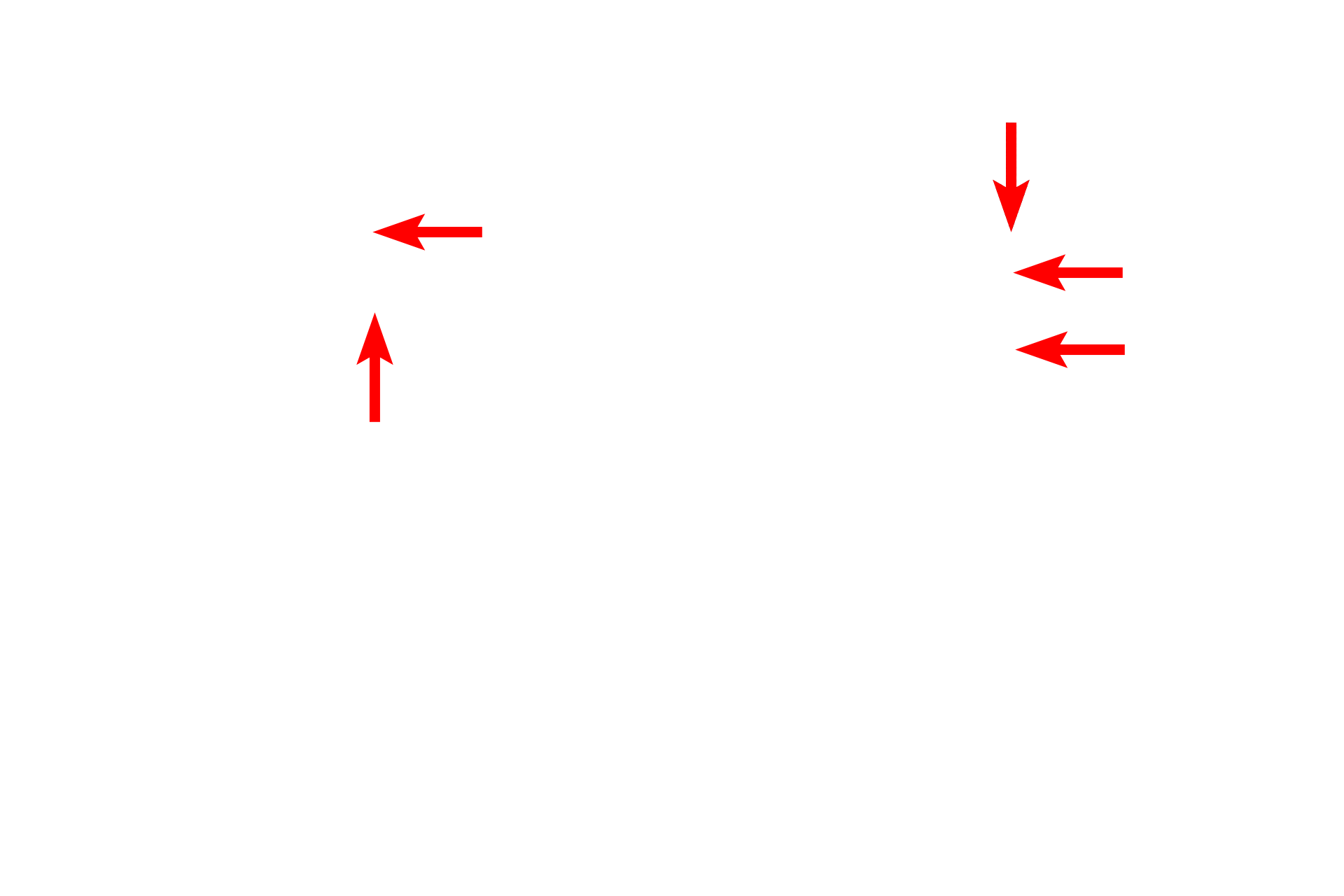  - T tubules > <p>The T tubule is an invagination of the sarcolemma and serves to carry the membrane depolarization into the depths of the cell. This rapid transmission into the center of the cell insures a coordinated contraction across its width.</p>
