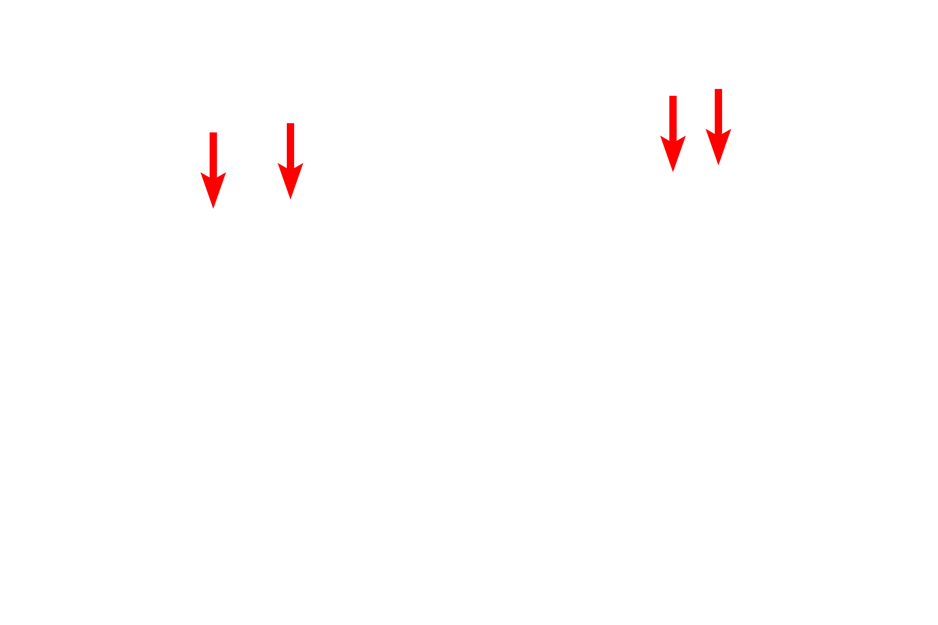 - Sarcoplasmic reticulum > <p>The smooth endoplasmic in muscle fibers is called the sarcoplasmic reticulum. Two cisterns of the sarcoplasmic reticulum lie immediately adjacent the T tubule, thereby forming the triad. These cisterns serve as calcium stores. The depolarization carried by the T tubules causes the release of this calcium into the cytoplasm. Increased intracellular calcium is the signal that initiates muscle contraction. The sarcoplasmic reticulum also takes up calcium after contraction.</p>
