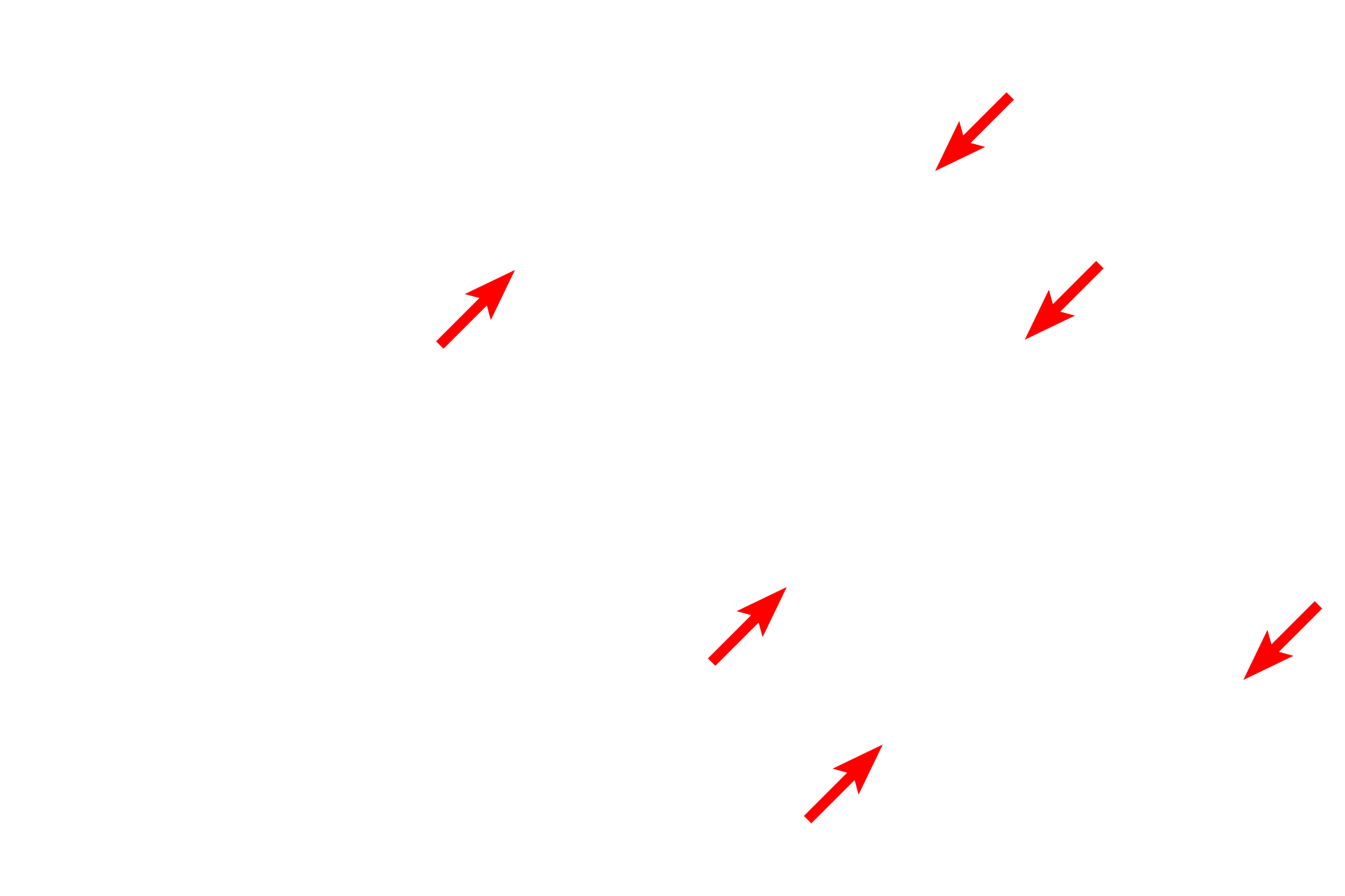  - Sarcolemma <p>Skeletal muscle fibers secrete an external lamina that lies immediately adjacent to the sarcolemma (cell membrane). Outside the basal lamina is a layer of reticular fibers, produced by fibroblasts, which form the endomysium. Some consider the basal lamina to be a component of the endomysium. 15,000x</p>
