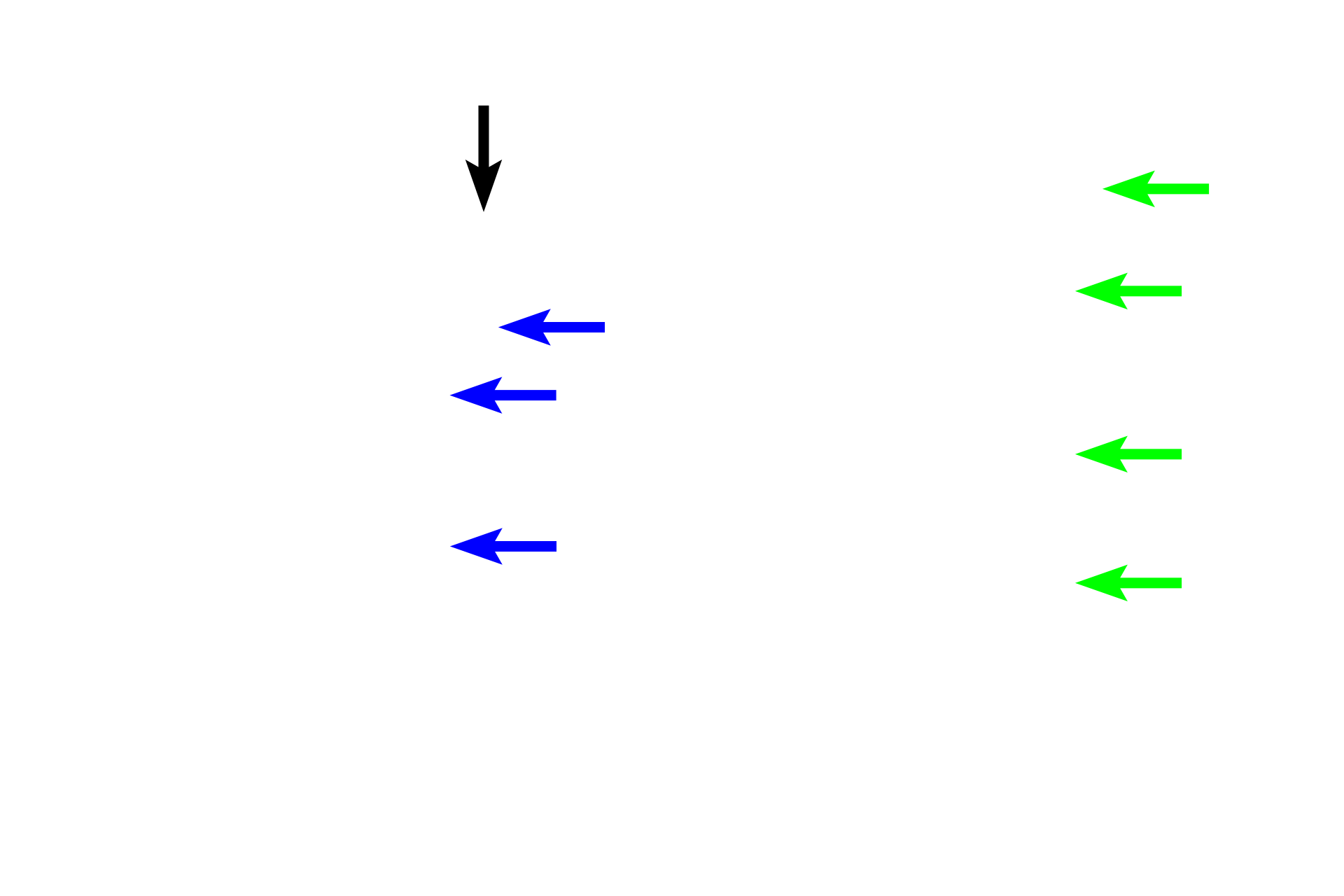 Ascending thick limb > <p>The ascending thick limb (sometimes called the distal straight tubule) continues from the thin limb and ascends through the medulla to enter a medullary ray of the cortex.  At the level of its parent renal corpuscle, the thick limb leaves the ray and moves into the convoluted region and contacts the afferent arteriole at the vascular pole of the renal corpuscle (black arrow).  Here, its cells are modified to form the macula densa of the juxtaglomerular apparatus.</p>

